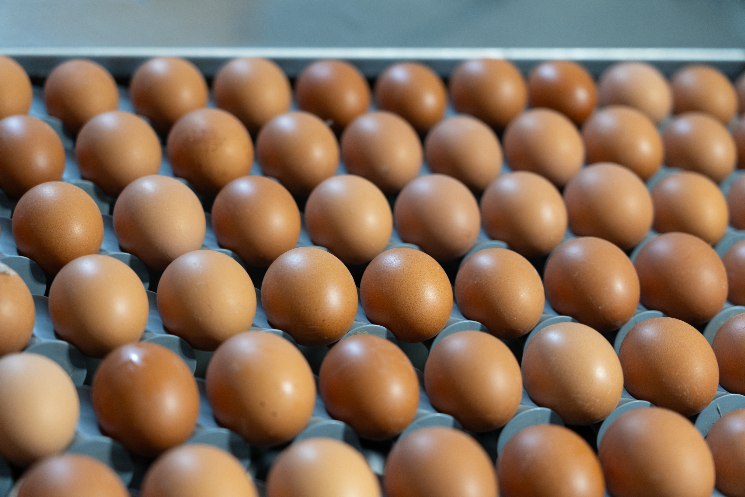 A close-up view of a tray filled with brown eggs, arranged in neat rows.