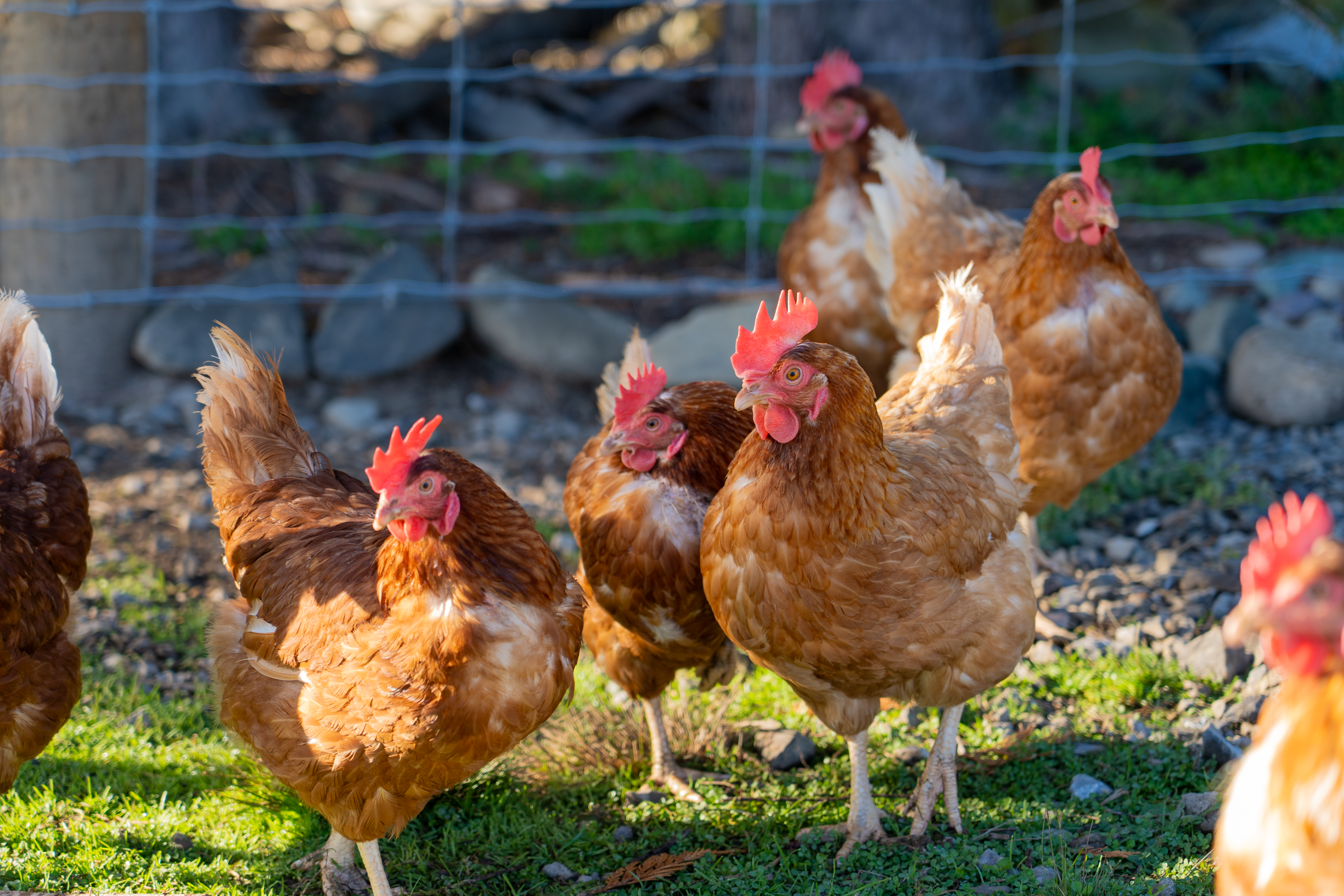 A group of brown chickens with red combs standing on grass outdoors, with a wire fence and rocks in the background.