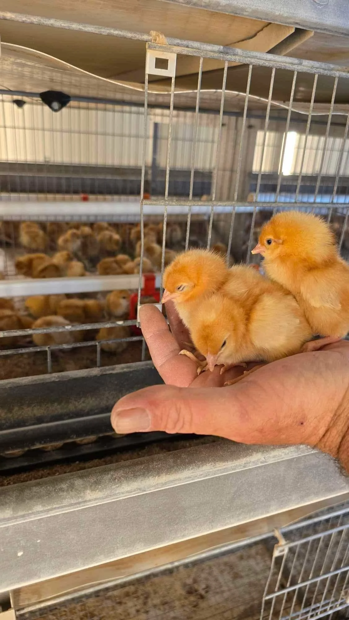 A person holding three small yellow chicks in their hand inside a chicken barn or hatchery, with a cage of brooding chicks in the background.