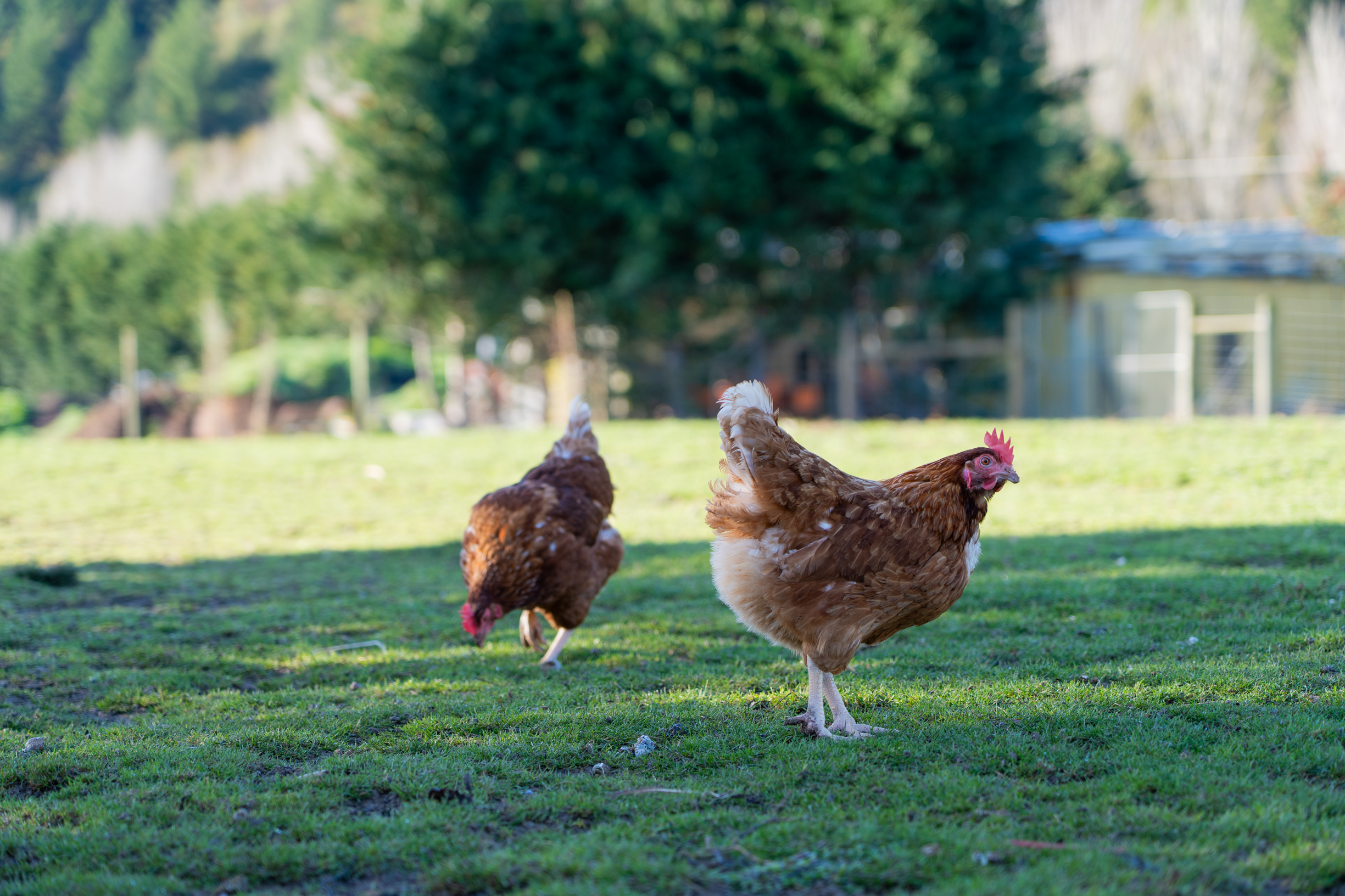 Three chickens standing on a grassy lawn with trees and buildings in the background.