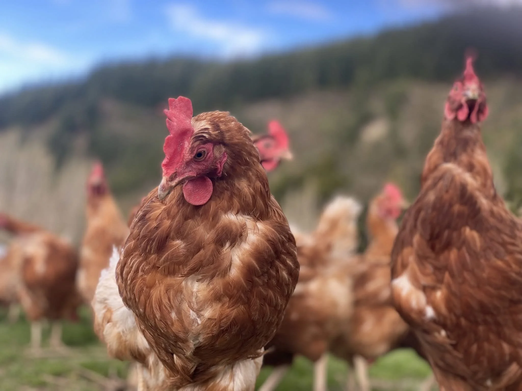 Close-up of a brown and white chicken with a red comb. Multiple chickens are in the background, outdoors with a blurred landscape and a blue sky.