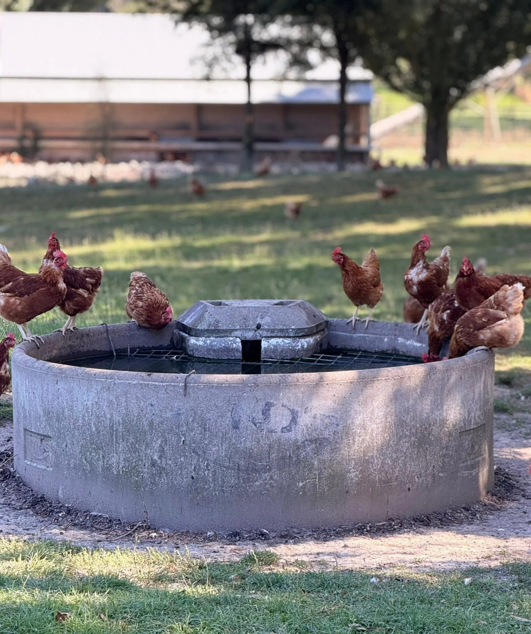 Chickens gathered around a concrete water fountain in a grassy area with trees and a wooden fence in the background.