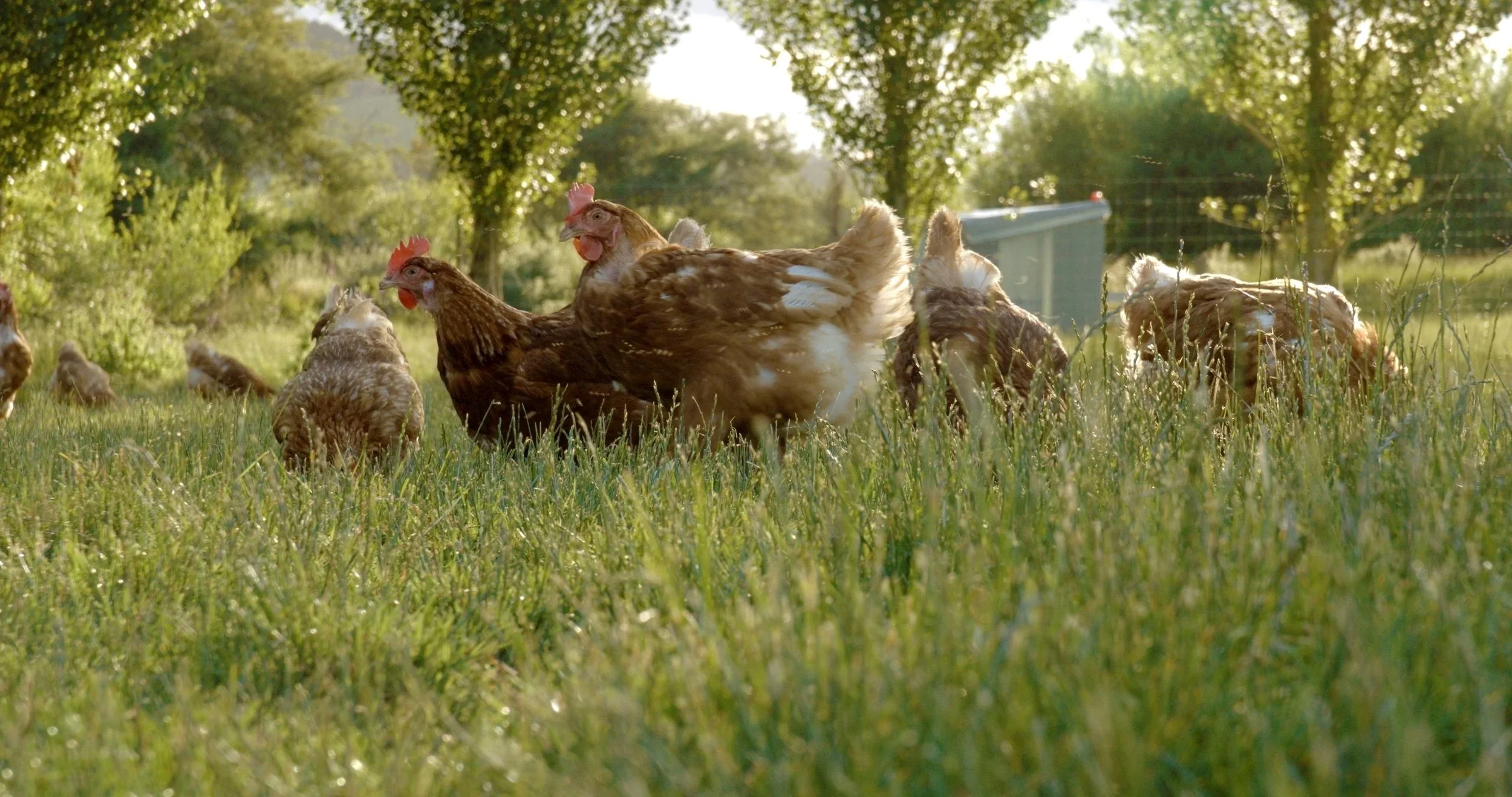 Group of chickens in a grassy field with trees and a fence in the background, bathed in warm sunlight.