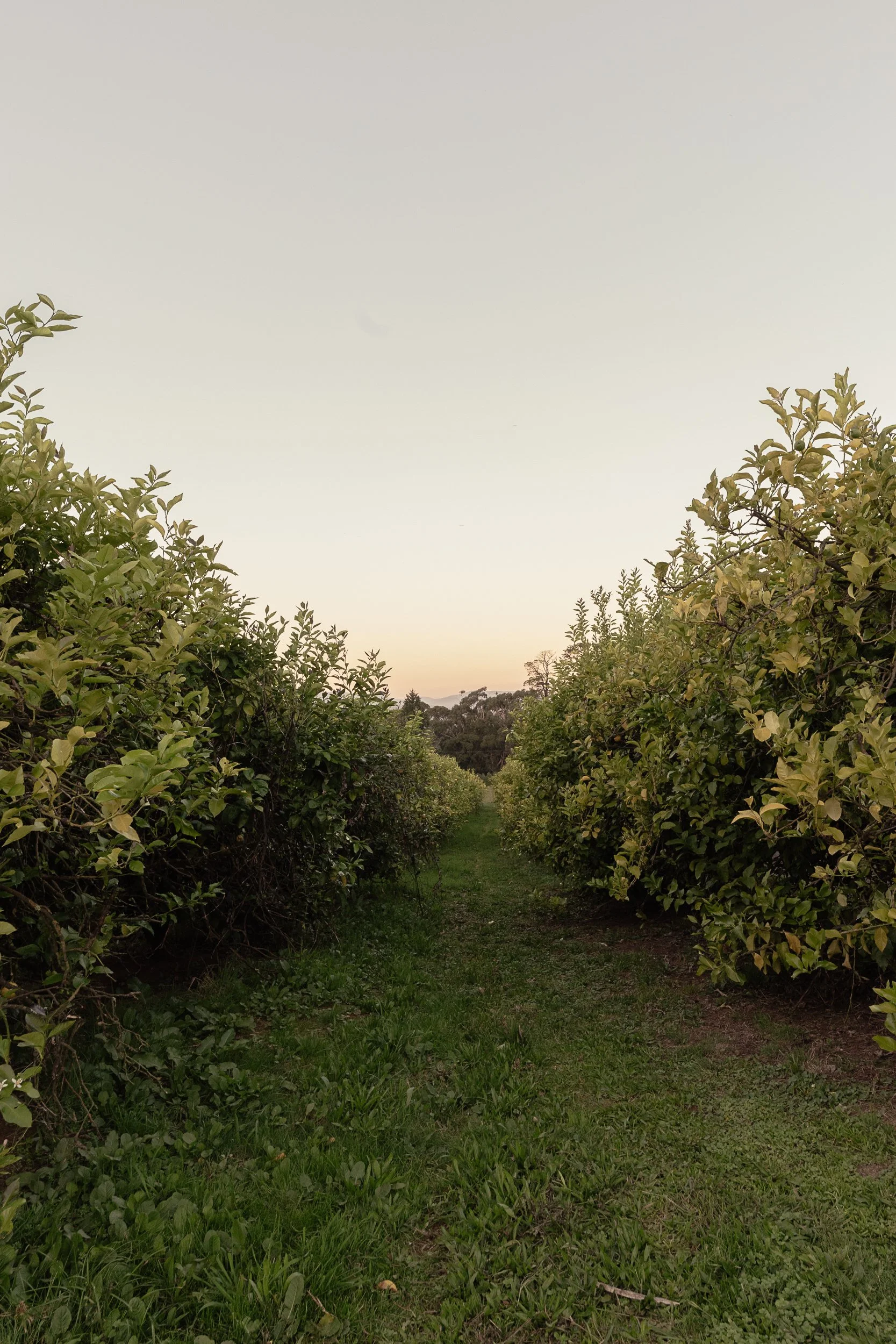 A pathway through the lemon grove at The Lemon Grove farm stay, Seville, Yarra Valley, trees lining both sides leading towards distant hills at sunset.