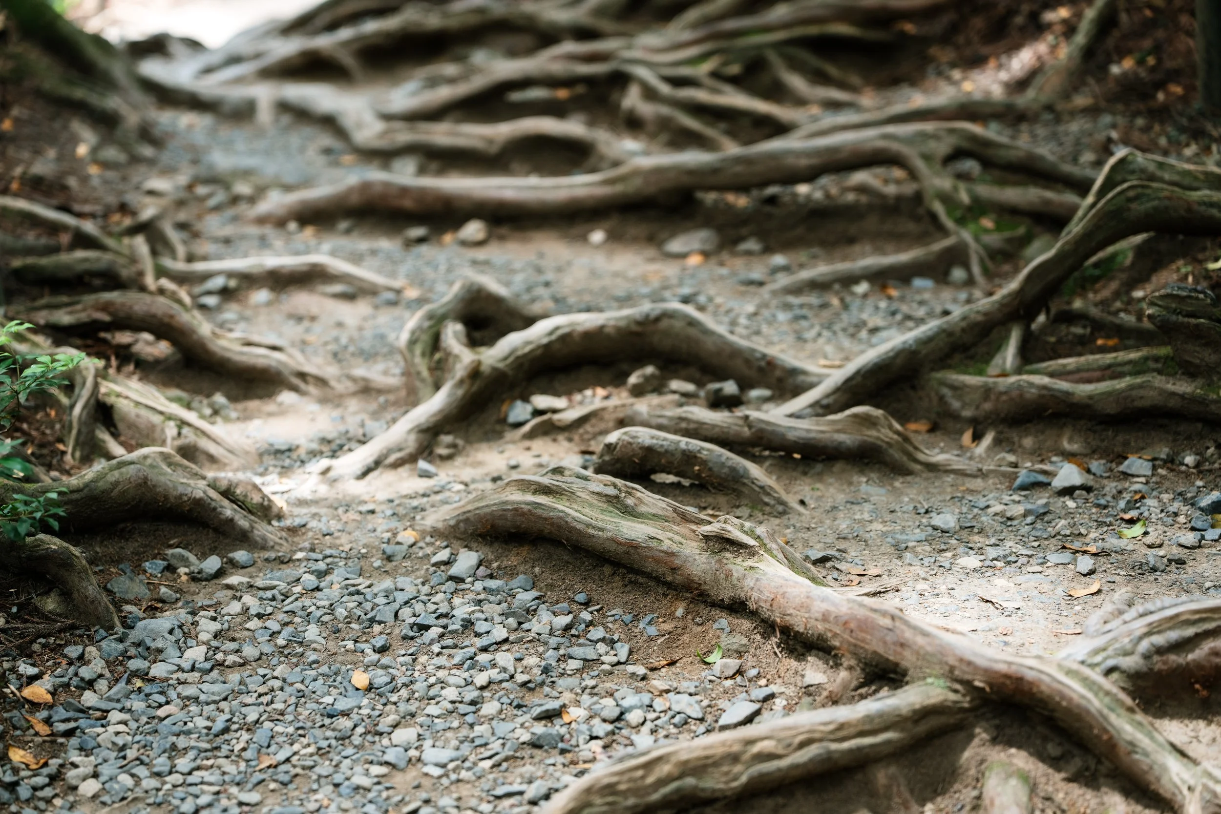 Tree roots and gravel path in a forest