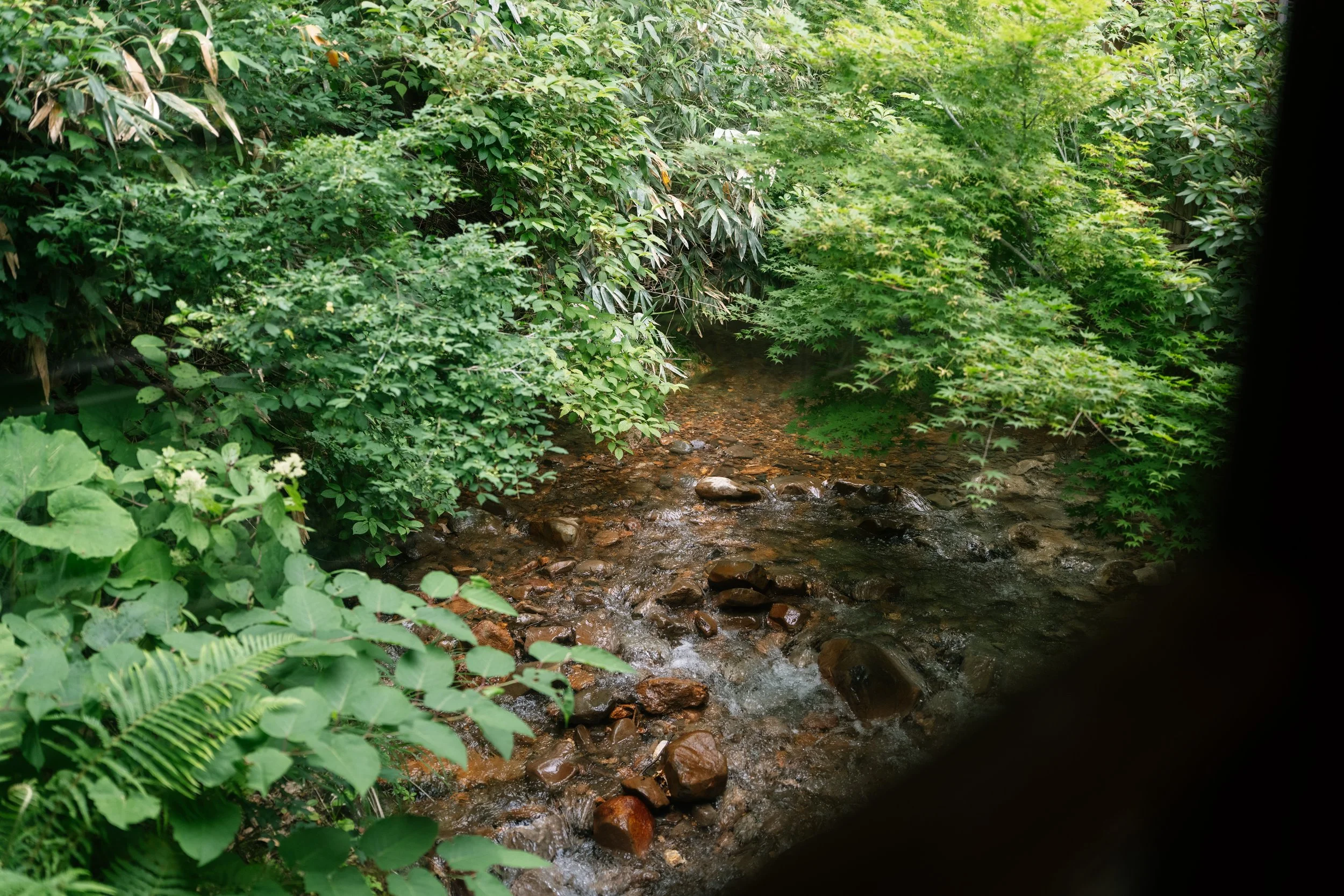 A small creek flowing through a lush green forest with diverse foliage.