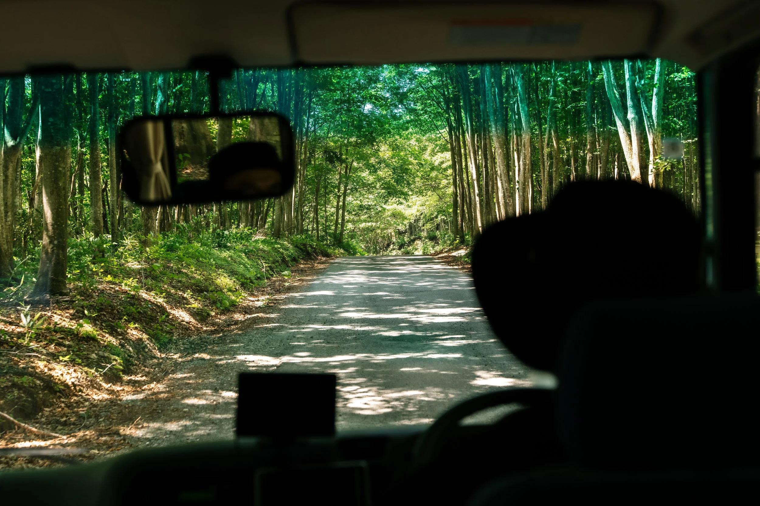 Interior view from a vehicle looking out on a forested dirt road lined with tall trees with green leaves.