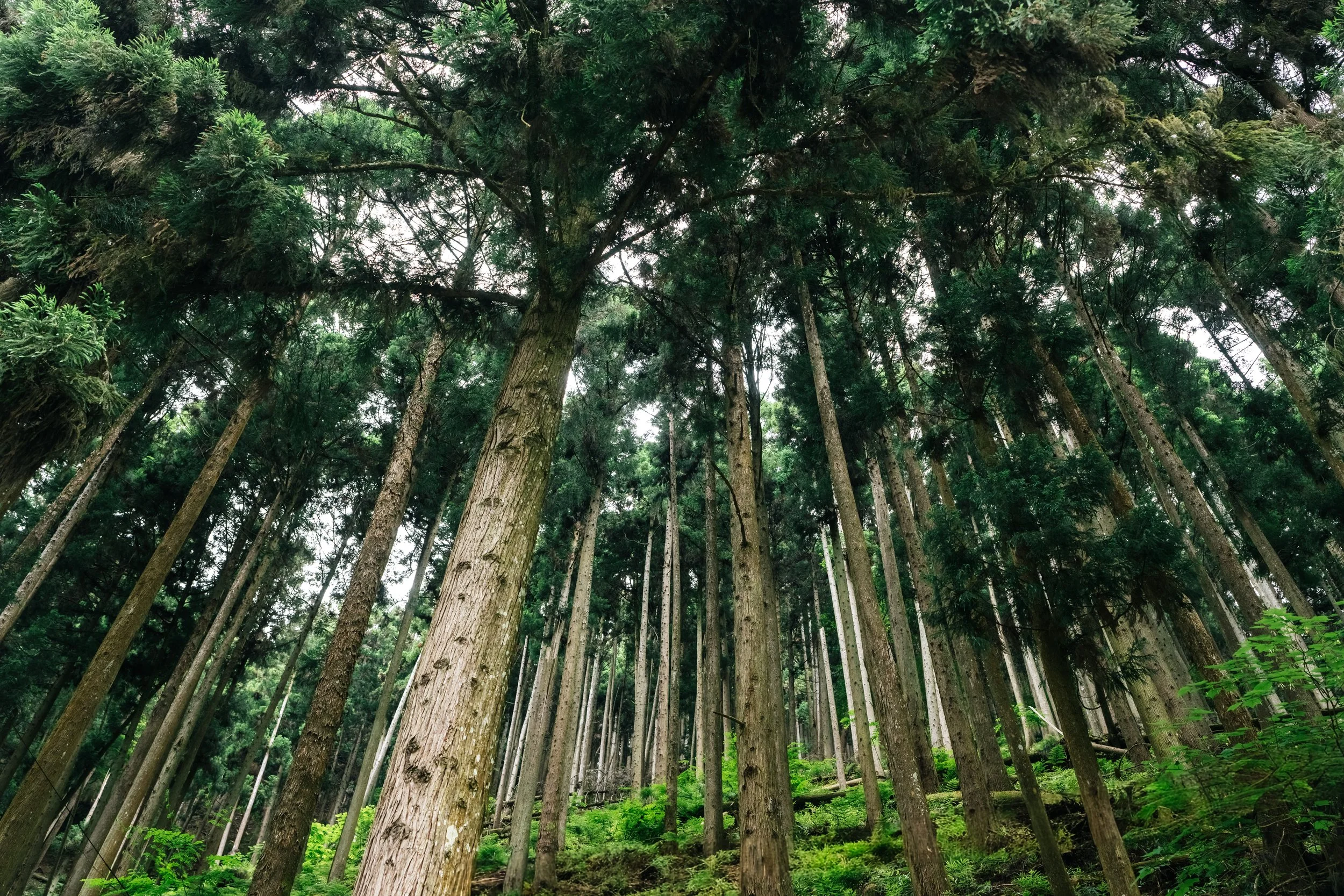 Tall pine trees in a dense forest with green foliage and a cloudy sky overhead.