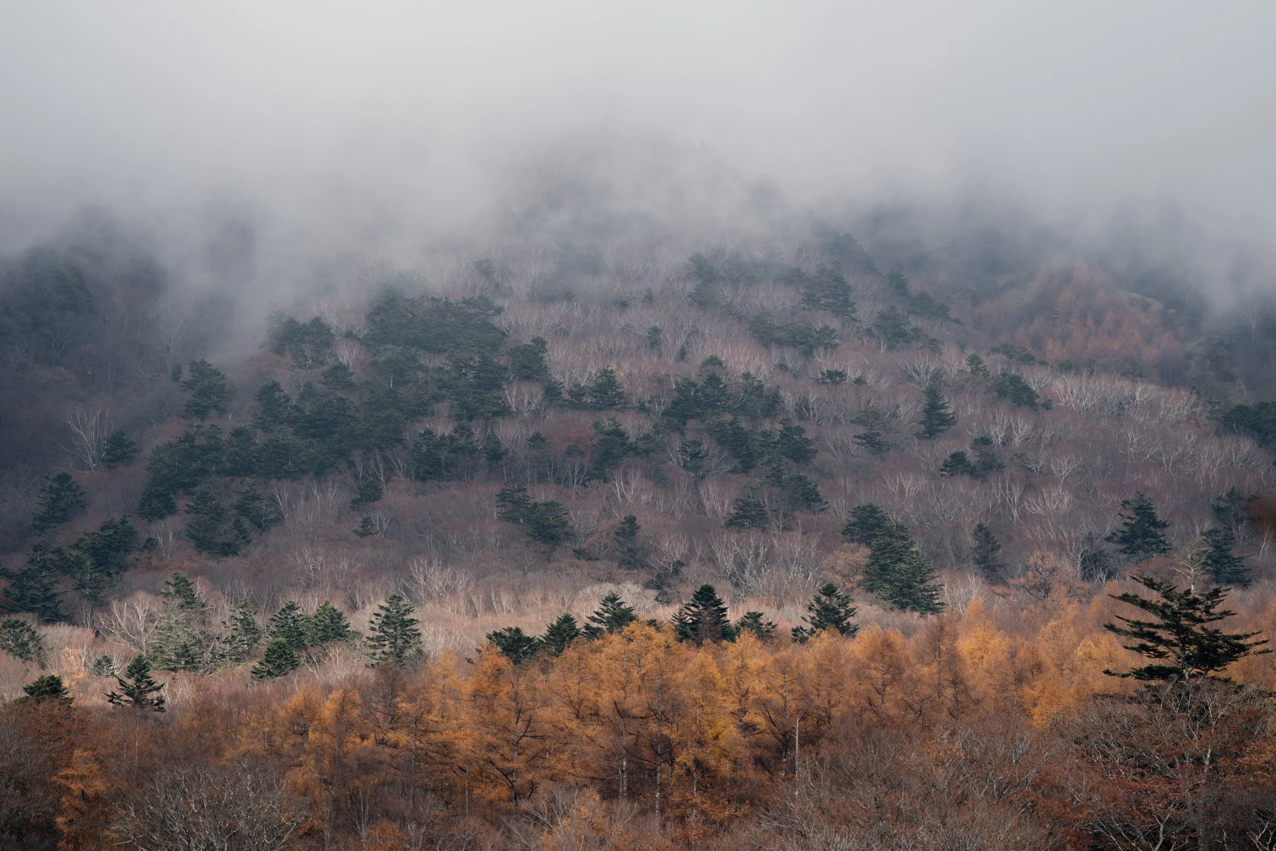A misty mountain landscape with a dense forest of trees displaying fall colors and some trees shrouded in fog, landscape photography in Japan.