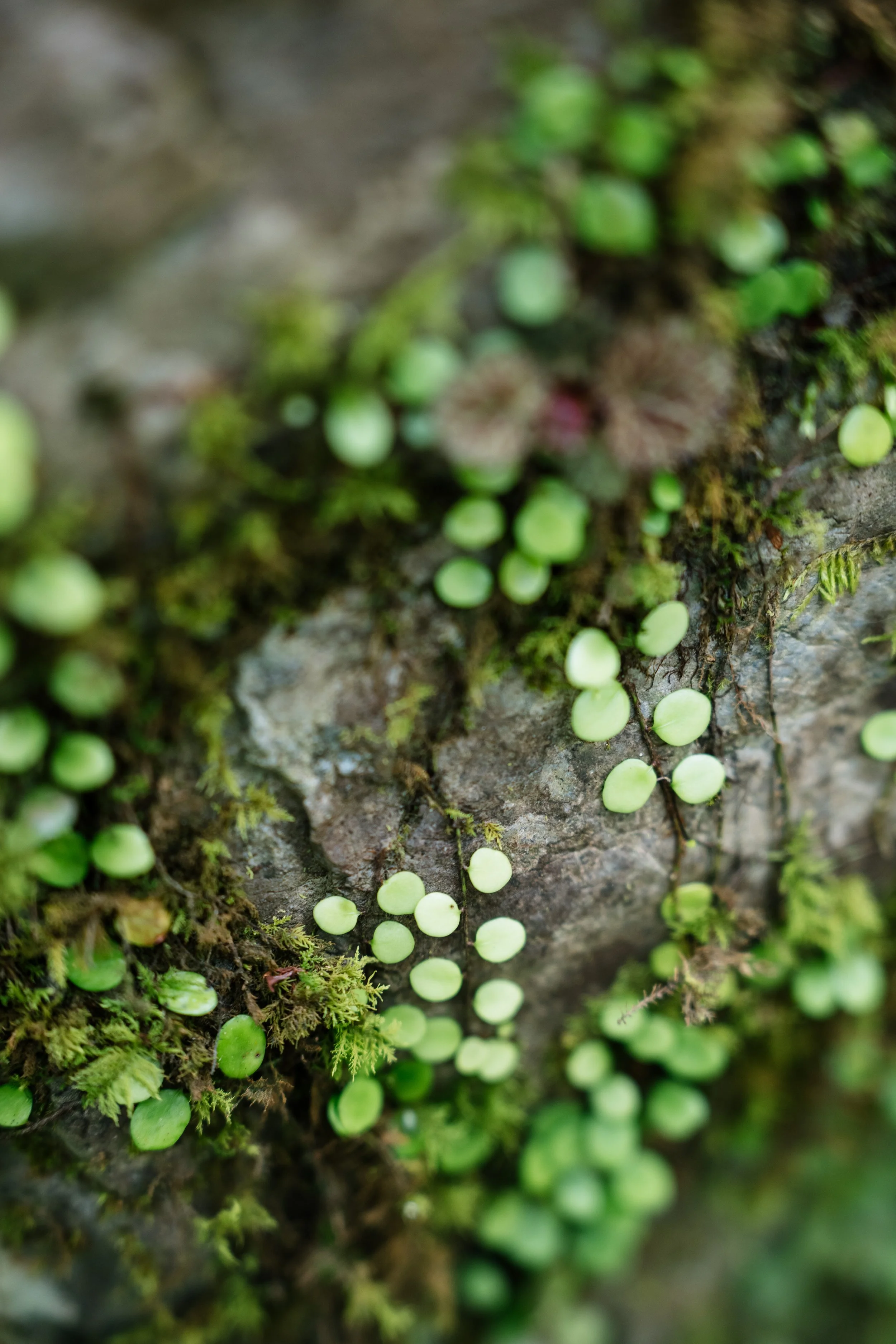 Close-up of green moss and small plants growing on a tree bark.