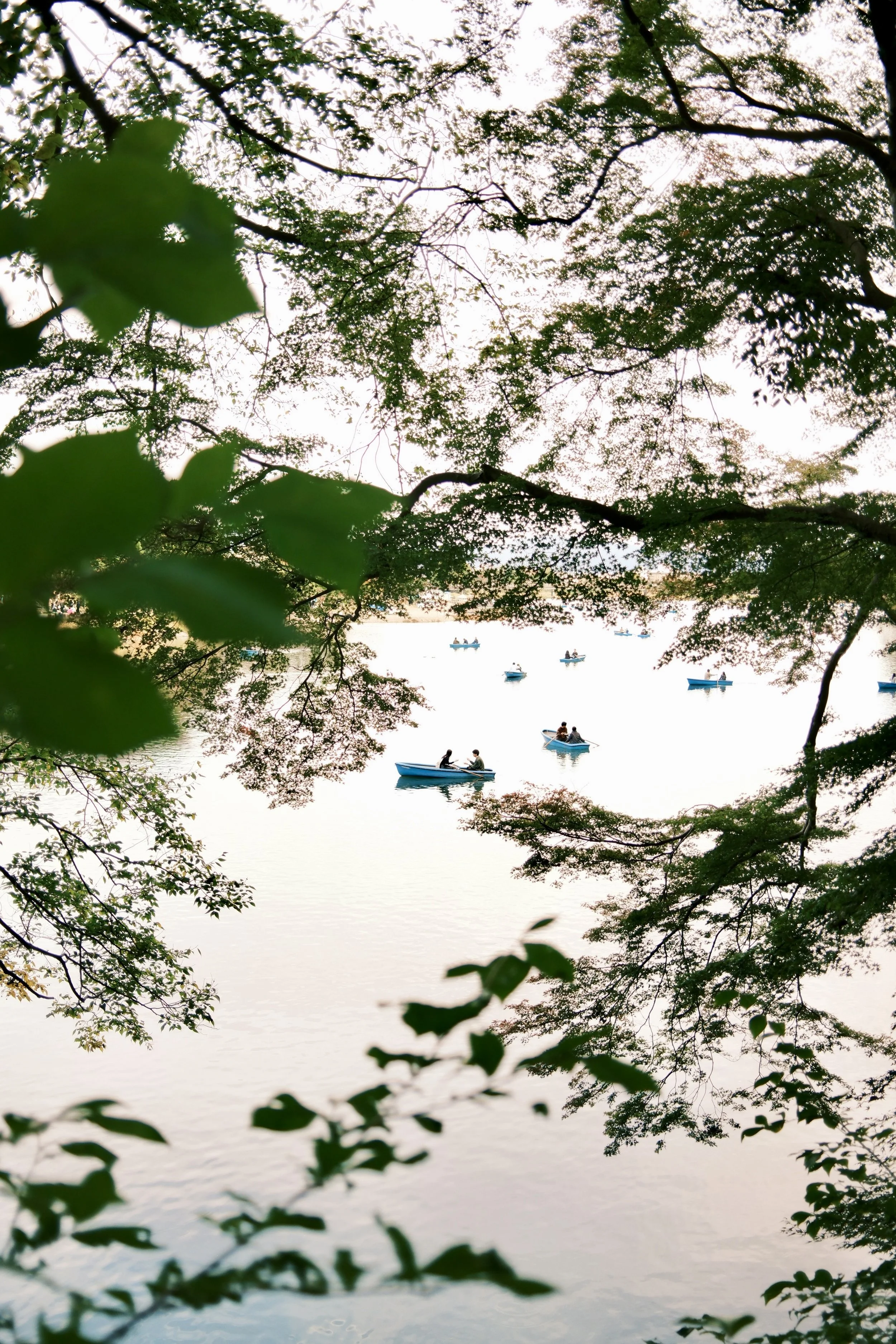 People boating on a calm lake viewed through a frame of overhanging tree branches and leaves.