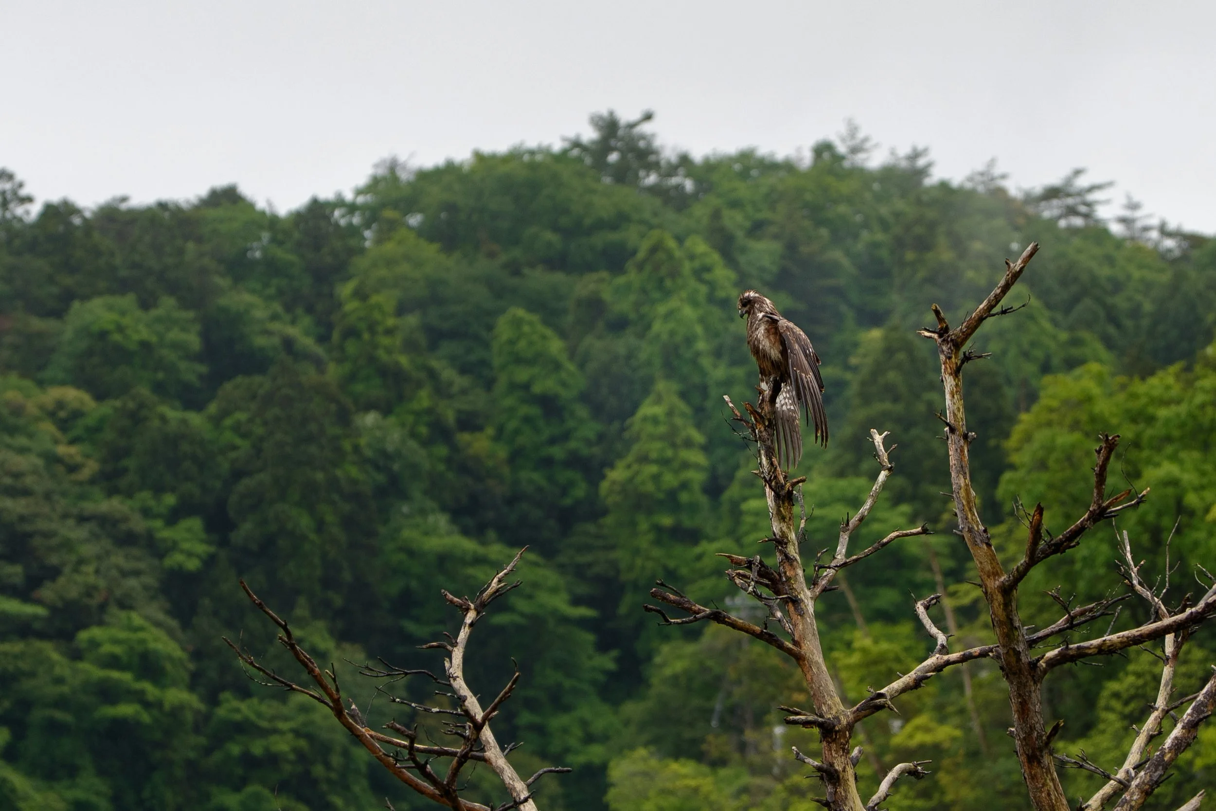 A bird of prey perched on a dead tree branch in a green forested area in Noto, Ishikawa, editorial travel photography, Japan.