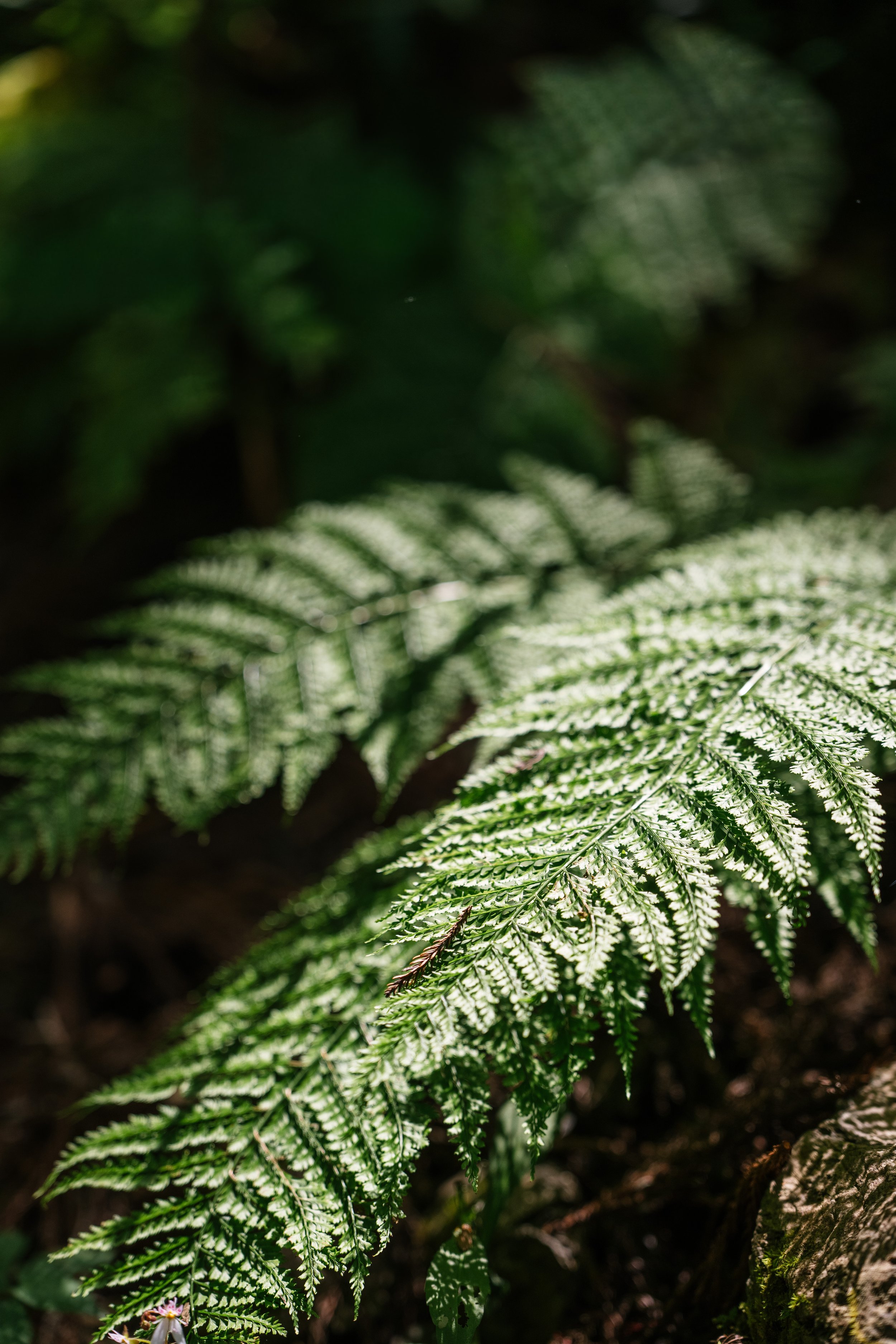 Close-up of fern leaves with intricate green fronds in a forest setting.