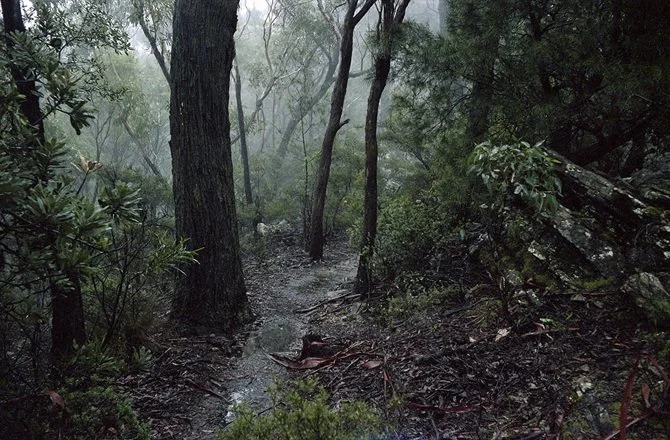 wild wanderings #10