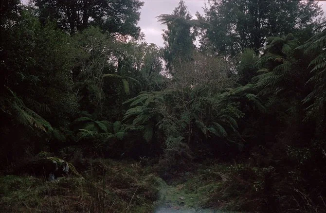 wild wanderings #6