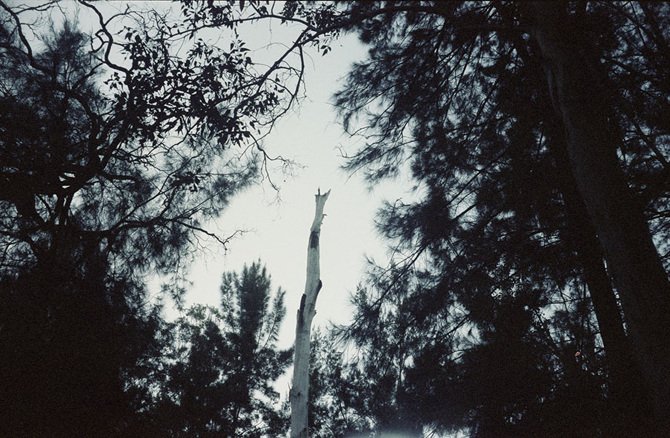 wild wanderings #22