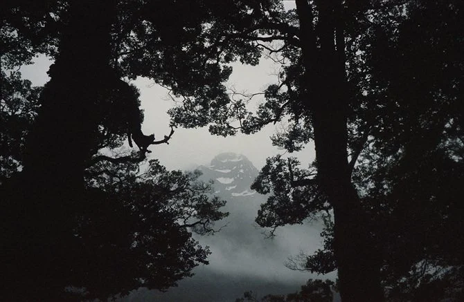 wild wanderings #8