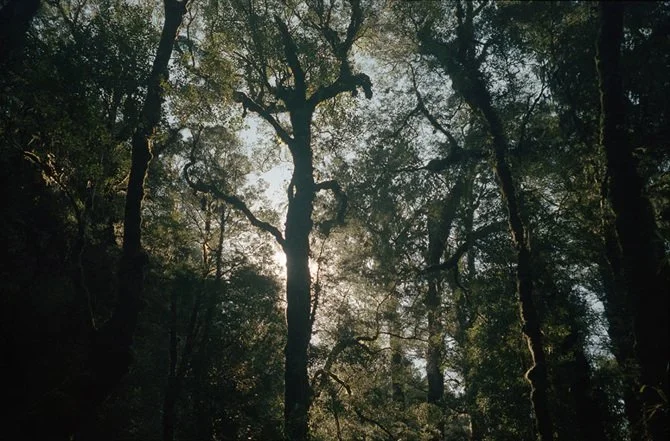 wild wanderings #14