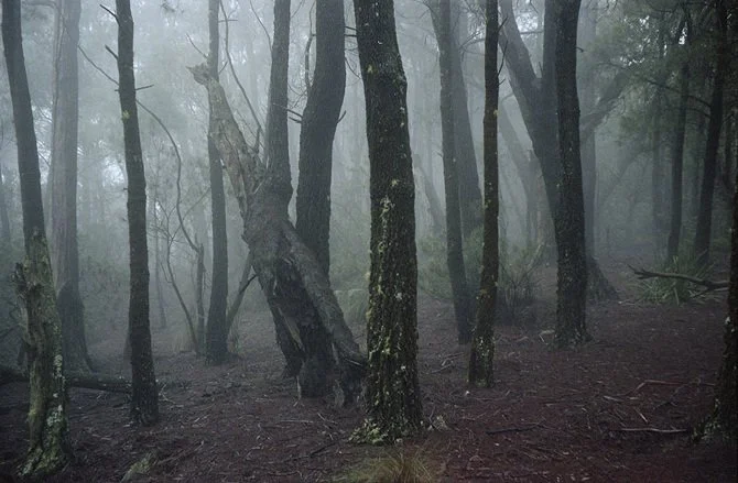 wild wanderings #12