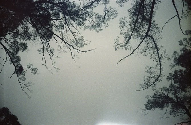 wild wanderings #23