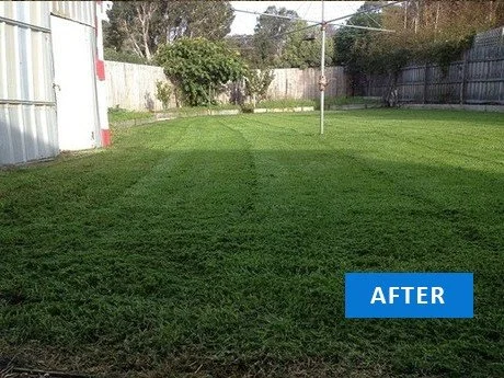 A backyard with freshly mowed green grass, a white fence, a metal shed, trees, and a clothesline.