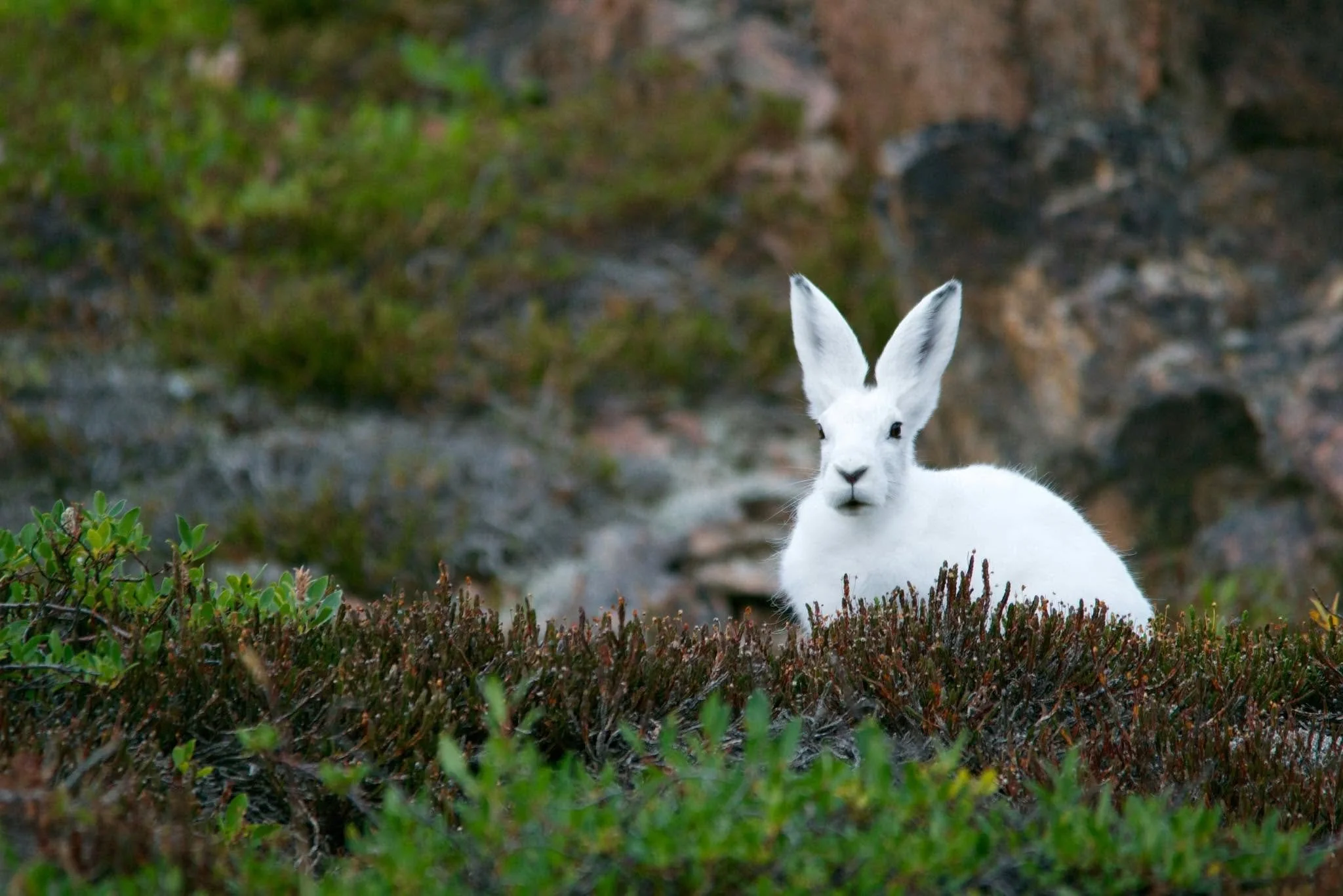 Leadership, Logic &amp; A White Rabbit (The Friday Ficks S5 E31)