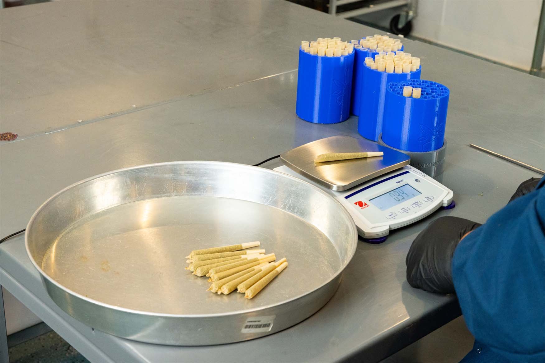 Hummingbird prerolls and production pods being checked for consistent fill weight and quality control