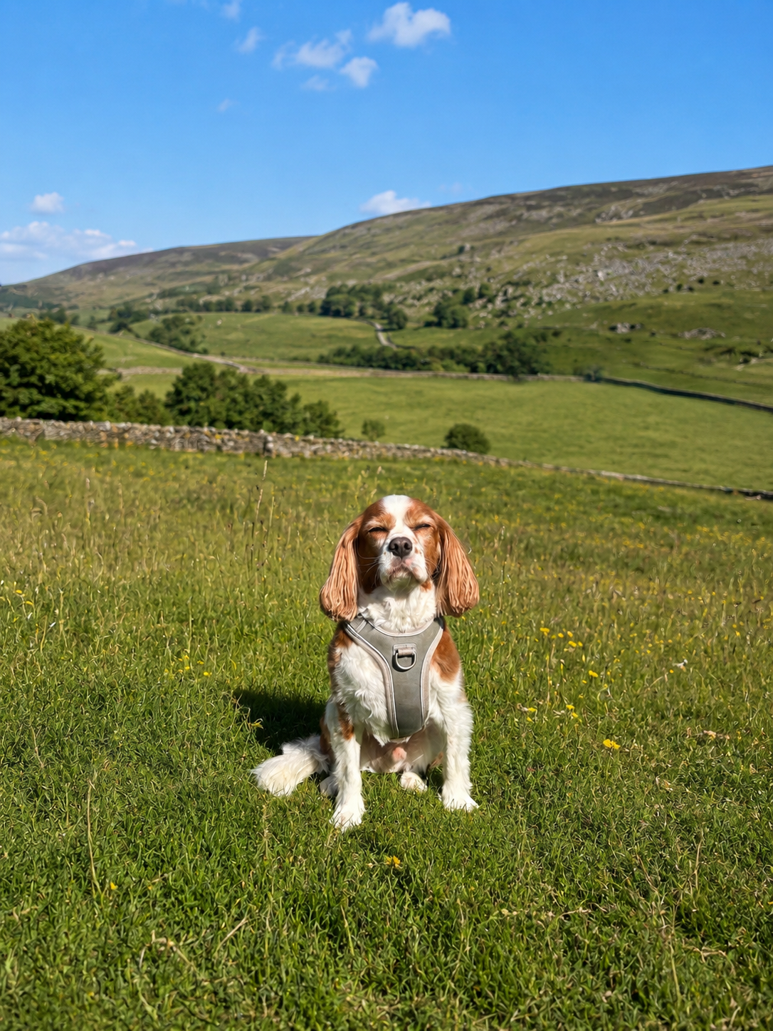 King Charles Cavalier looking content in a sunny field