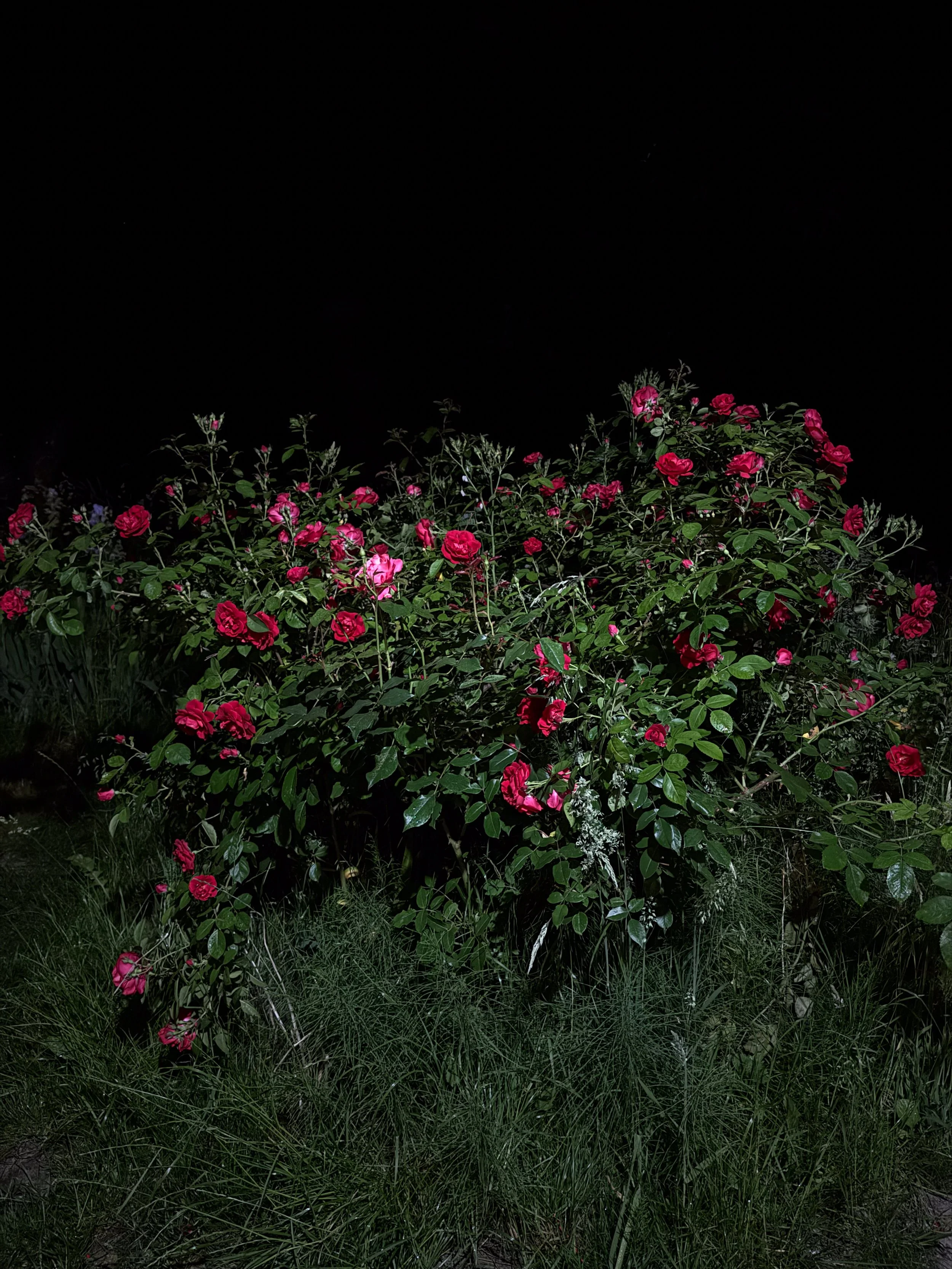 Nighttime photograph of blooming pink roses with dark sky background.