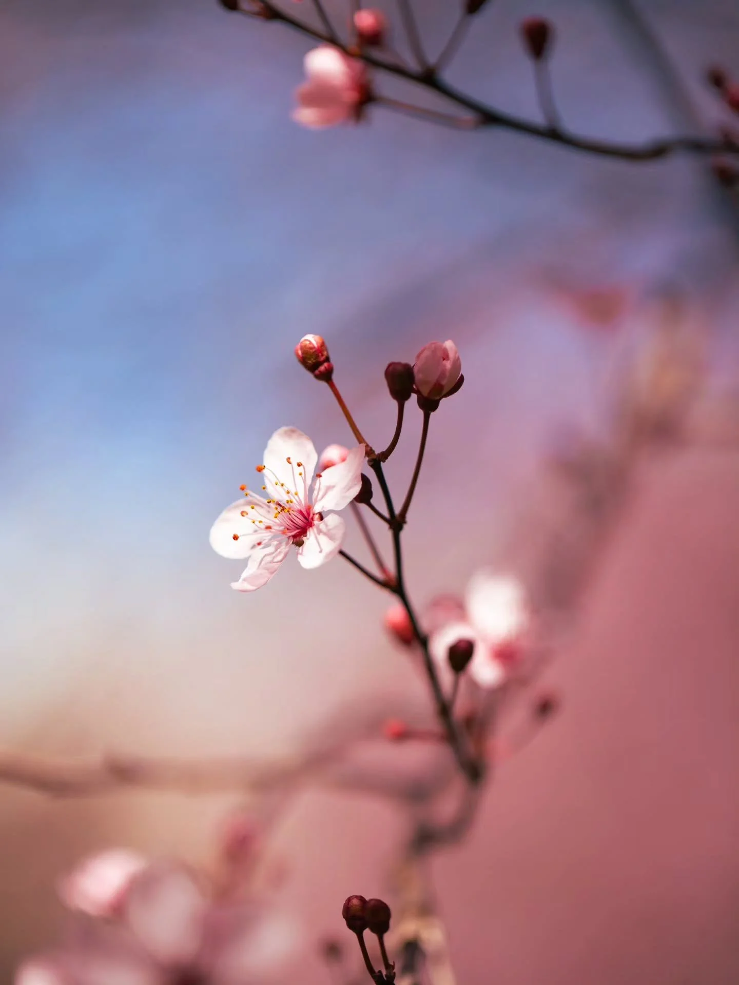 S-a ieṣit la fotografiat flori (mai ales magnolii) 🌷 scroll p&acirc;nă la ultima poz&acirc; pentru o surpriză! ❤️

@hartamagnoliilor a fost nu că utilă ci mega utilă ṣi m-a ajutat să mă organizez &icirc;n așa fel &icirc;nc&acirc;t să nu pierd vremea