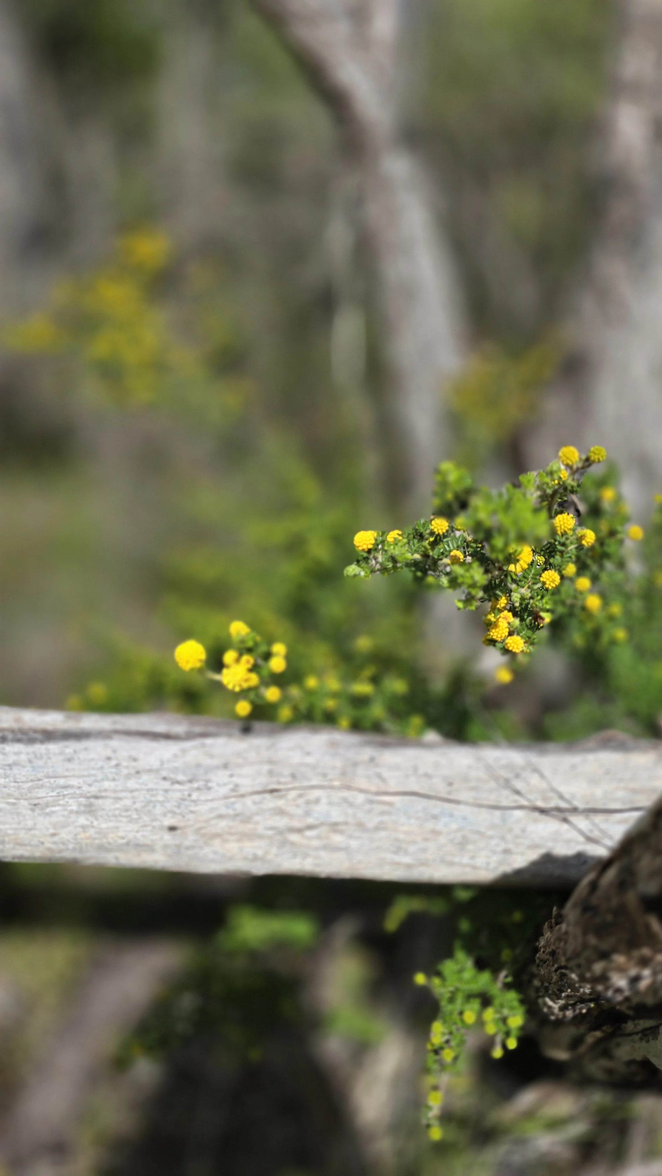 AustralianBushFlowers.jpg