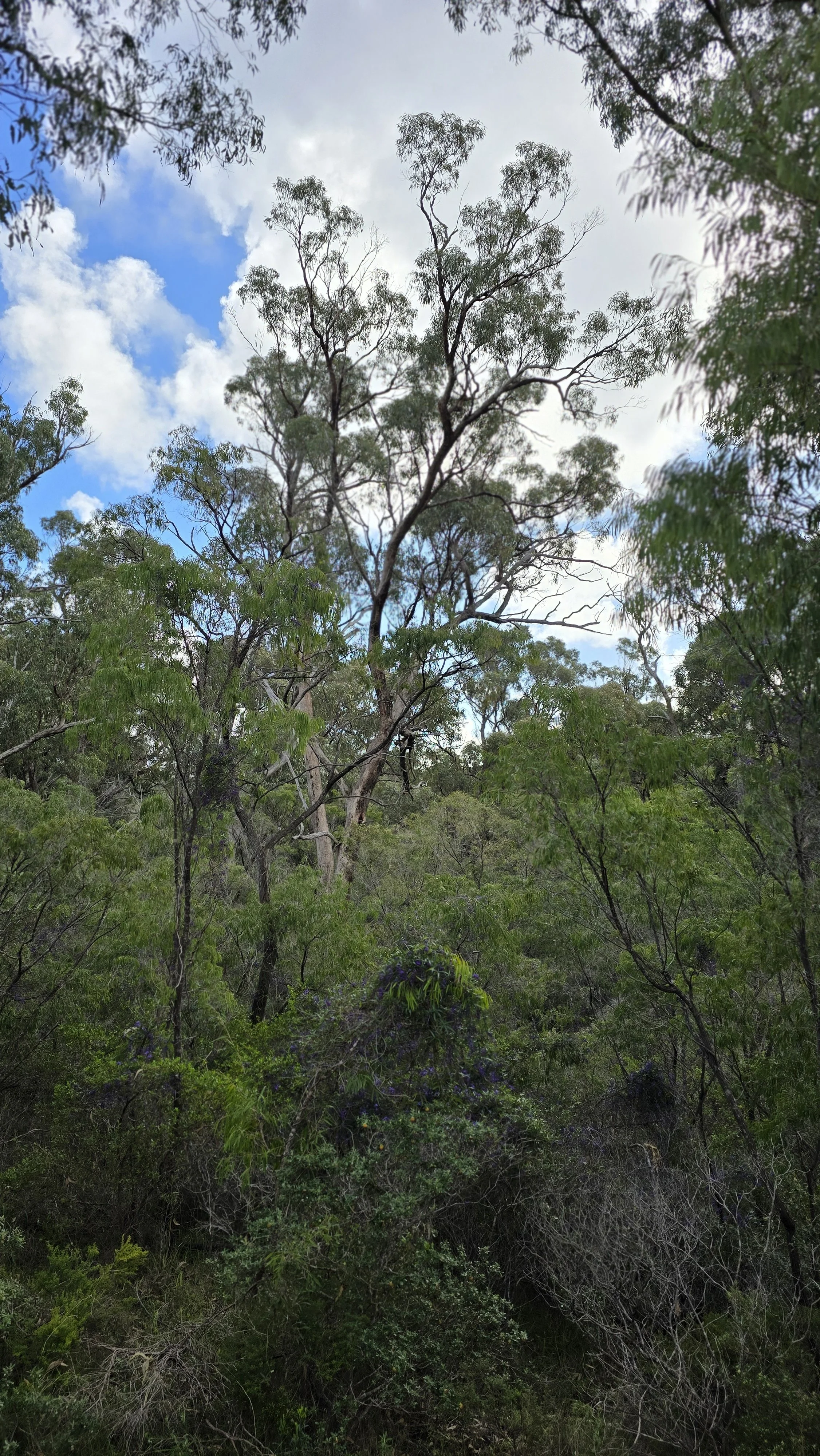 AustralianBush.jpg
