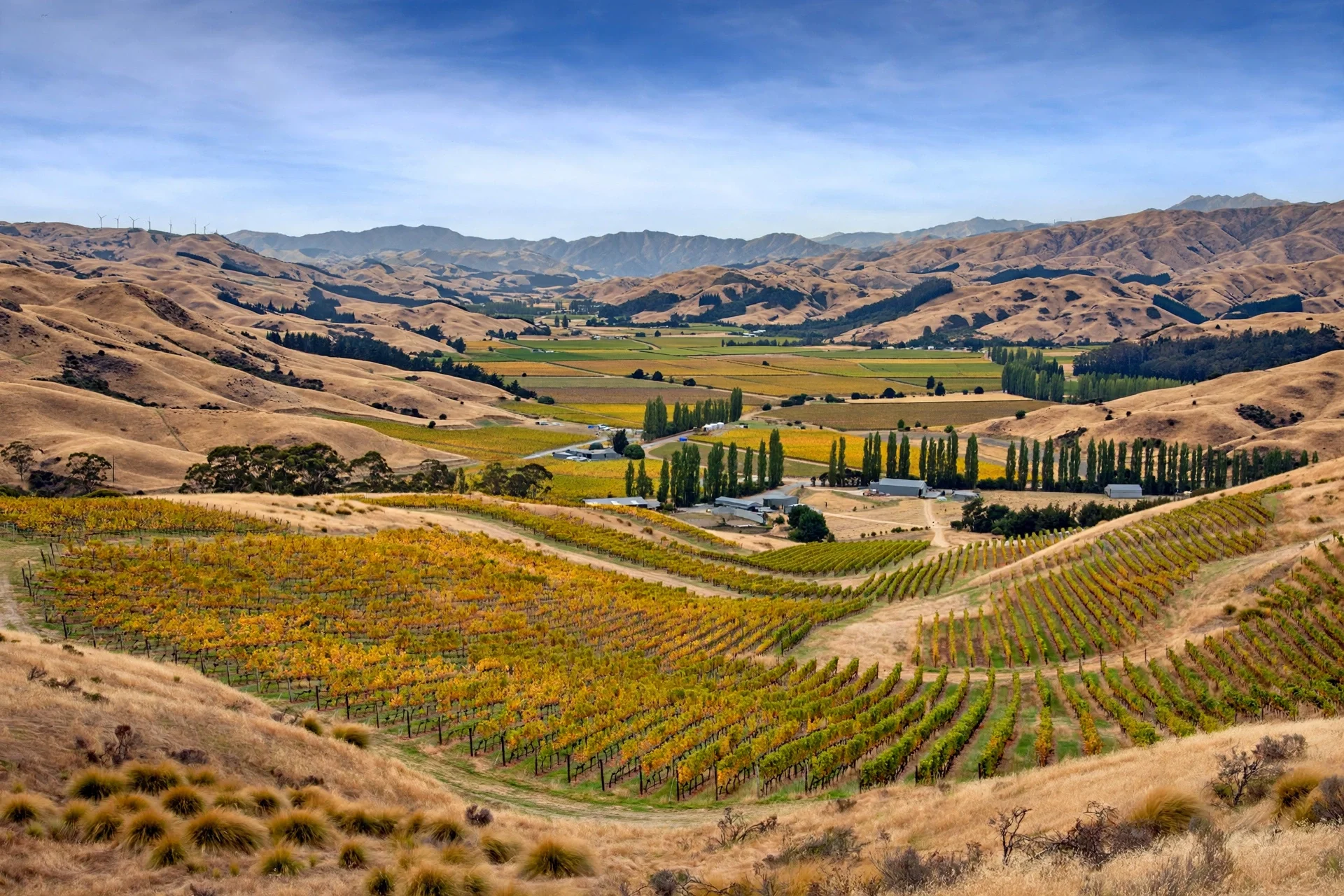 A scenic view of rolling hills and farmland, with vineyards in the foreground and wind turbines on distant hills under a blue sky.