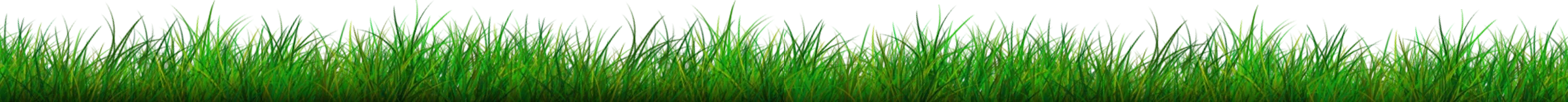 Close-up of green grass blades on a field.