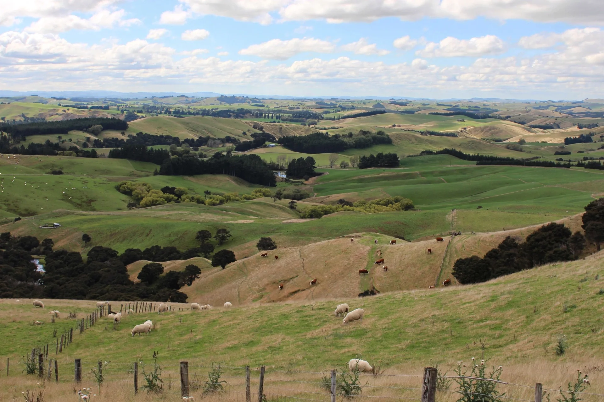 Rolling green hills with grazing sheep and cows under a partly cloudy sky.