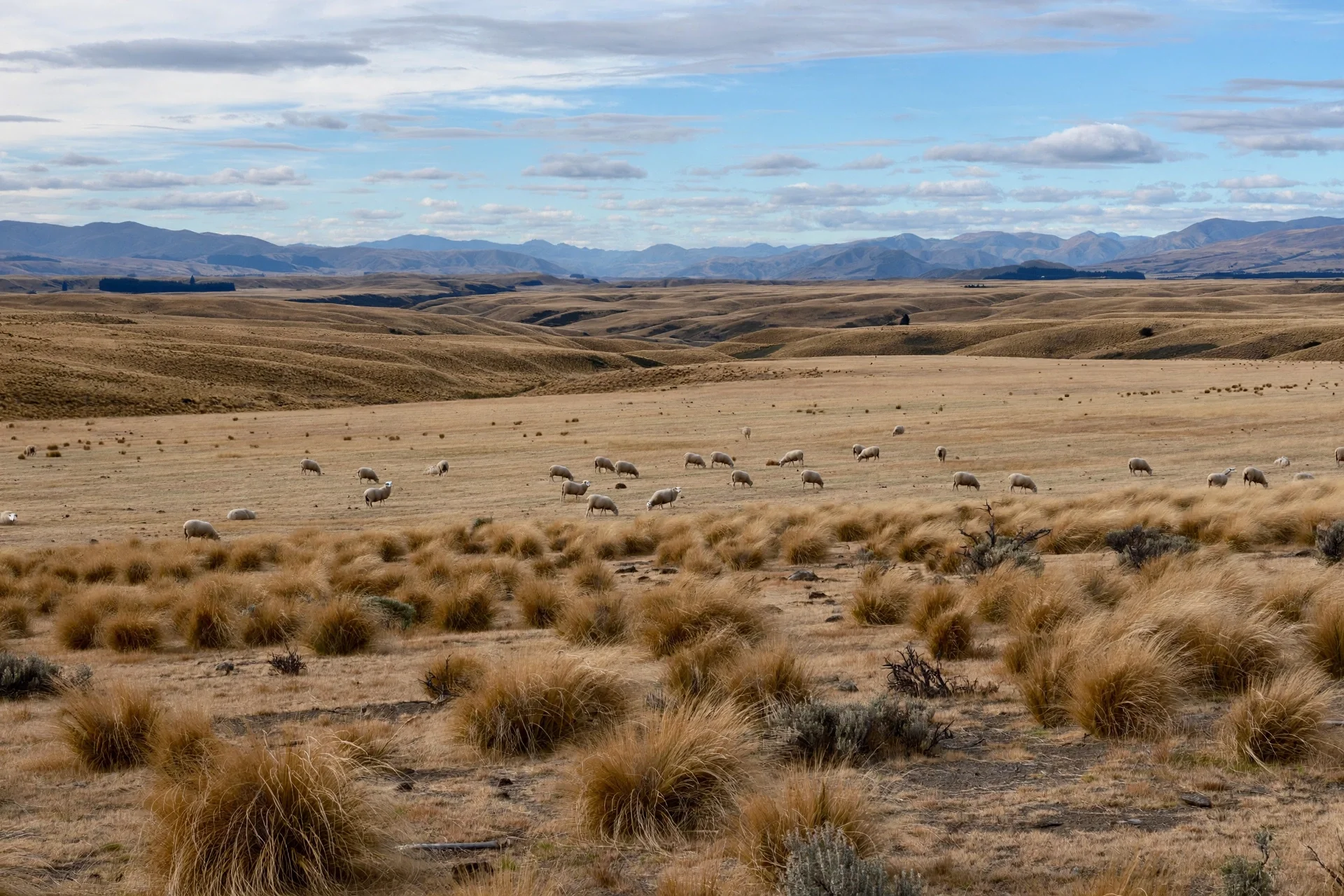 Open landscape with rolling hills, with a flock of sheep grazing on dry grass, under a partly cloudy sky and mountain range in the background.