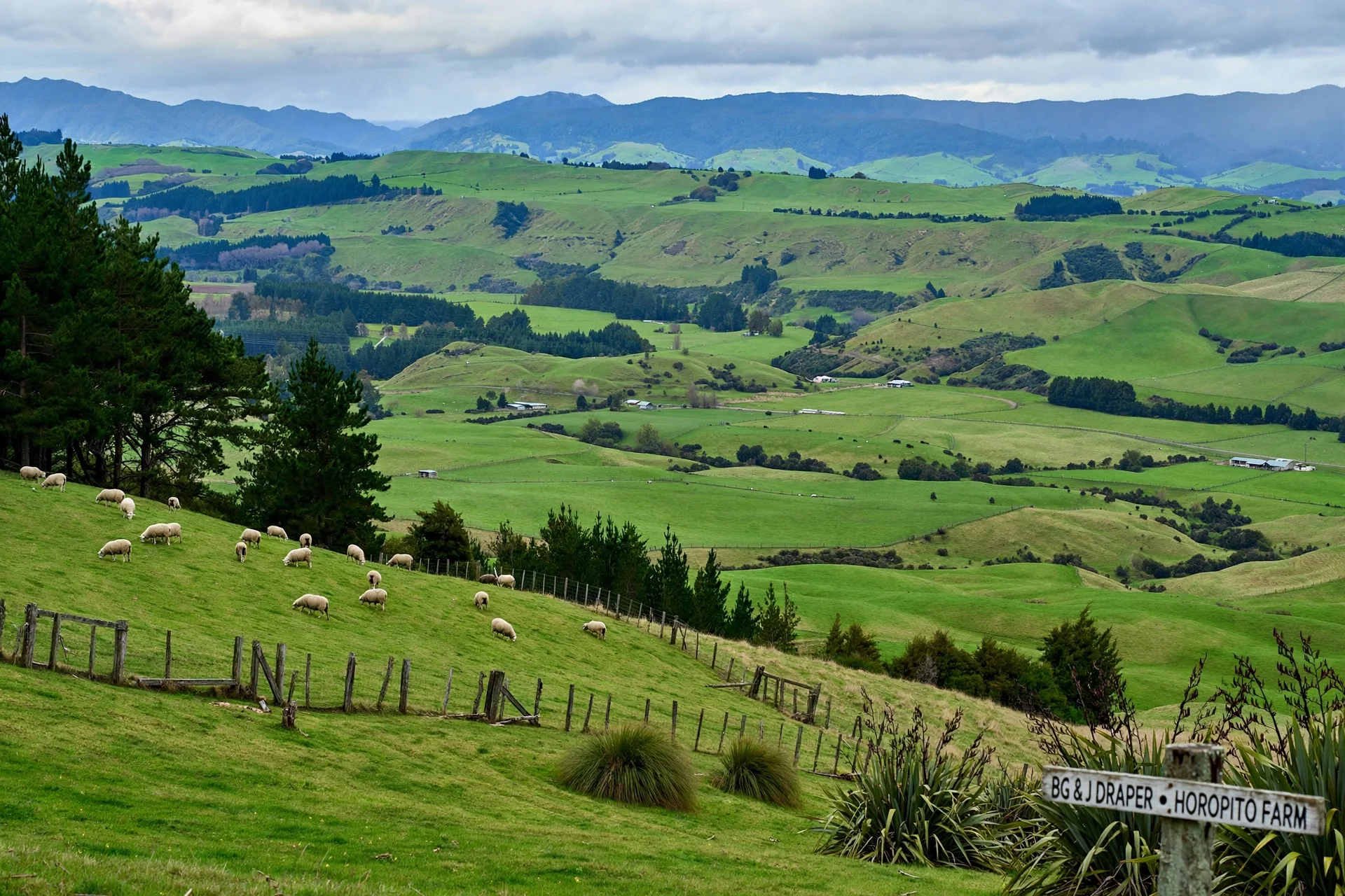 Green rolling hills with a flock of sheep in the foreground, scattered farms and trees, and mountains in the distance under cloudy skies.