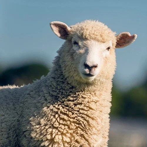 Close-up of a sheep with curly wool standing outdoors with a blurred background.