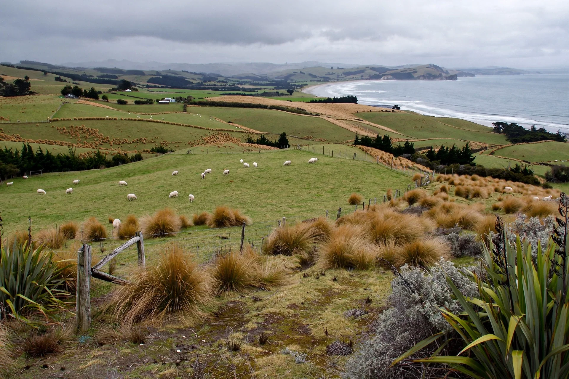 Scenic coastal landscape with green rolling hills, sheep grazing, and a view of the ocean under cloudy skies.