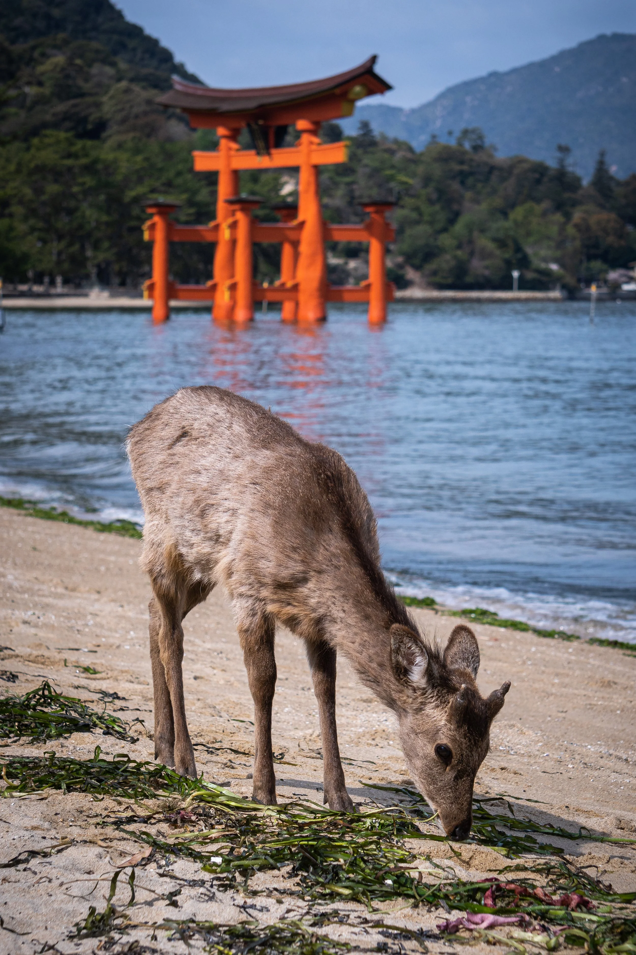deer eating on beach with miyajima tori.jpg