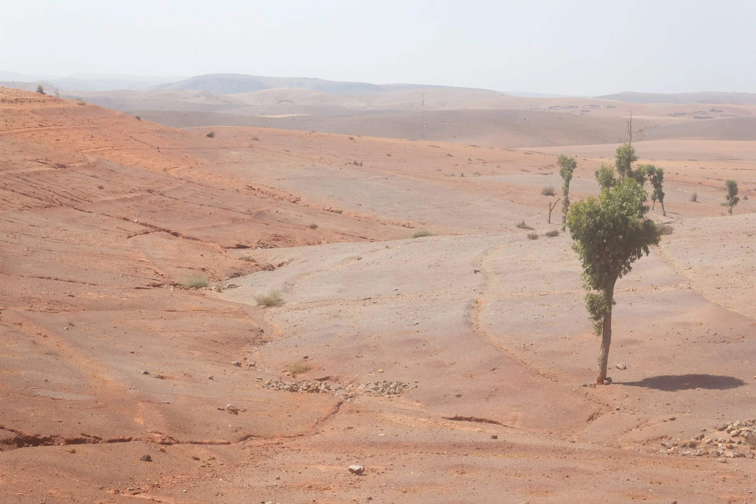 lonely trees in desert near marrakesh .jpg