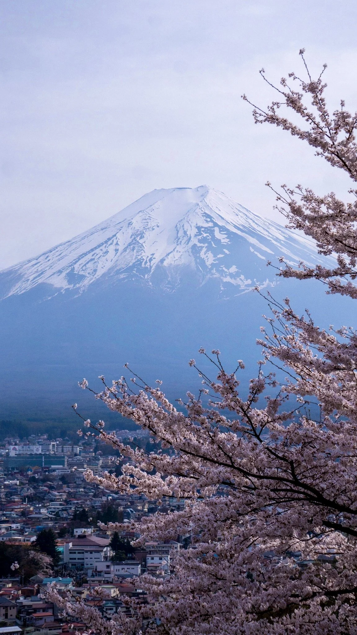 fuji view behind sakura blossom.jpg