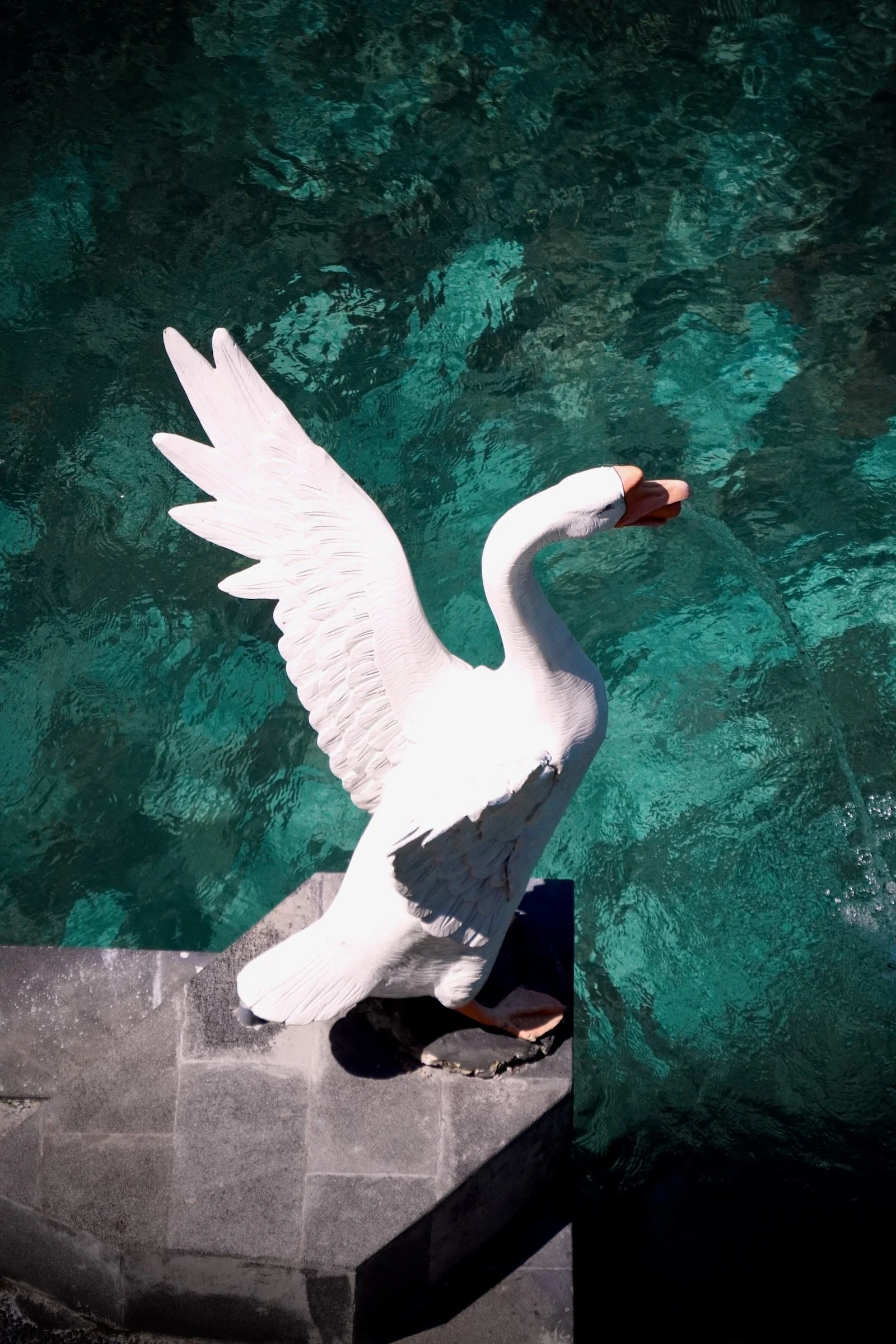 Swan Paradise