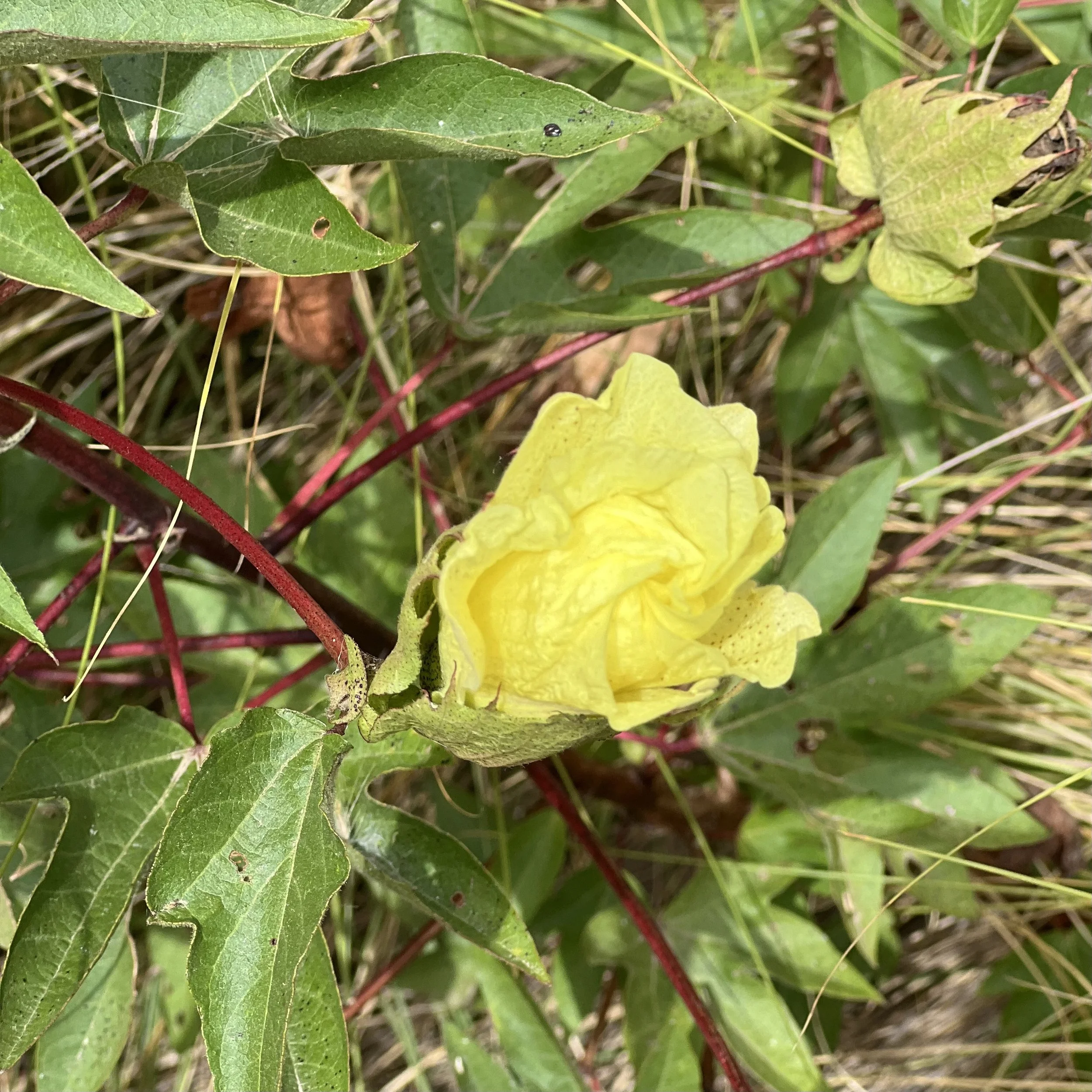 IMG_3078.jpeg