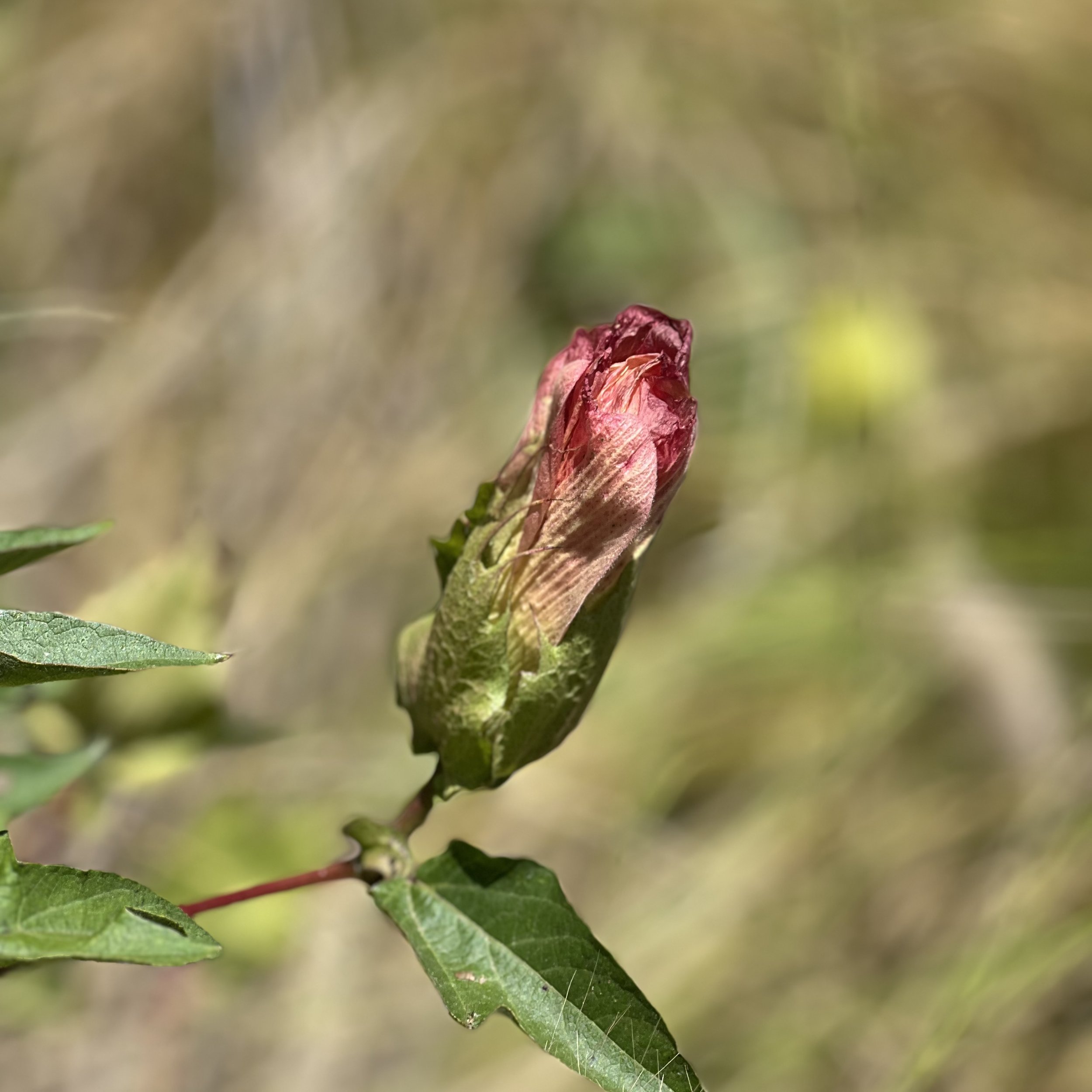 IMG_3130.jpeg