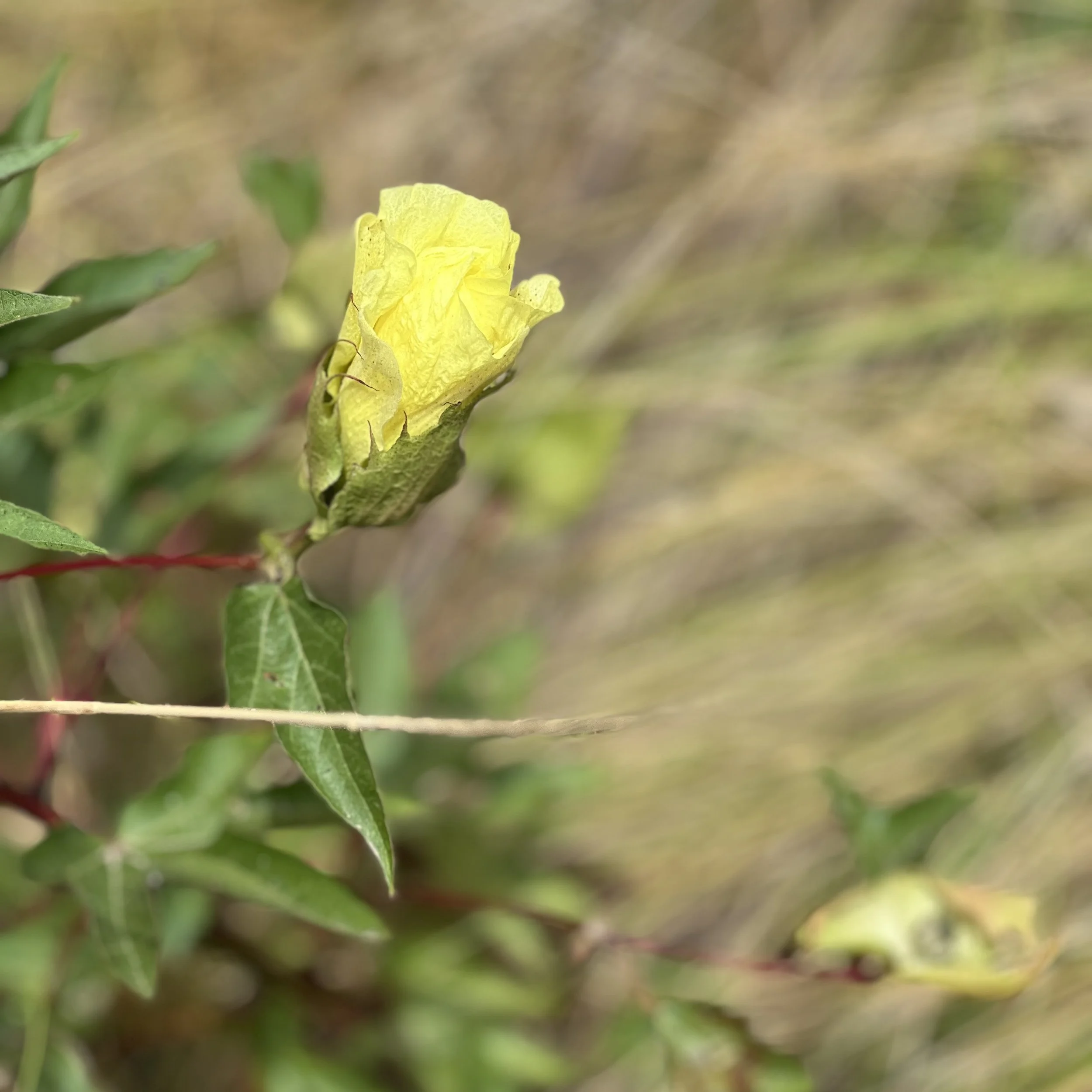 Blooming Wild Cotton Flower in yellow