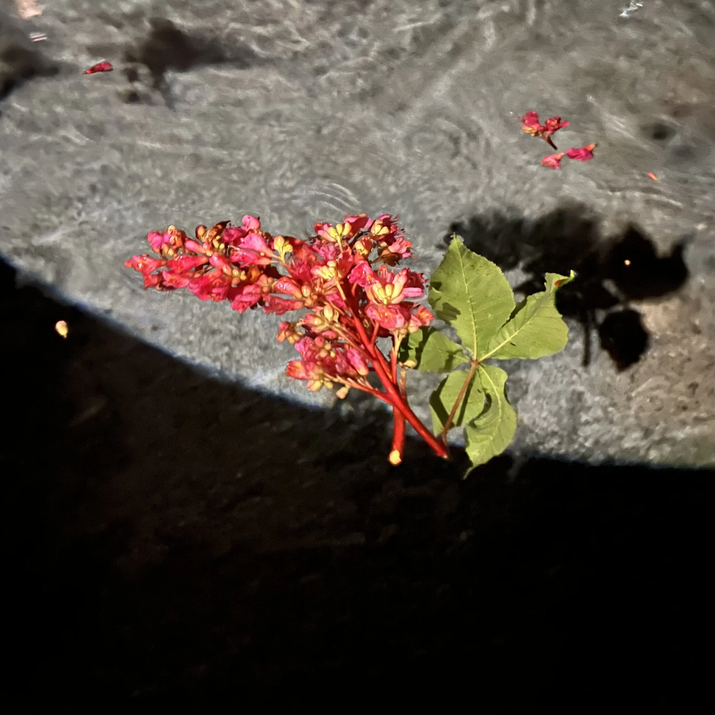 Flowers floating on water