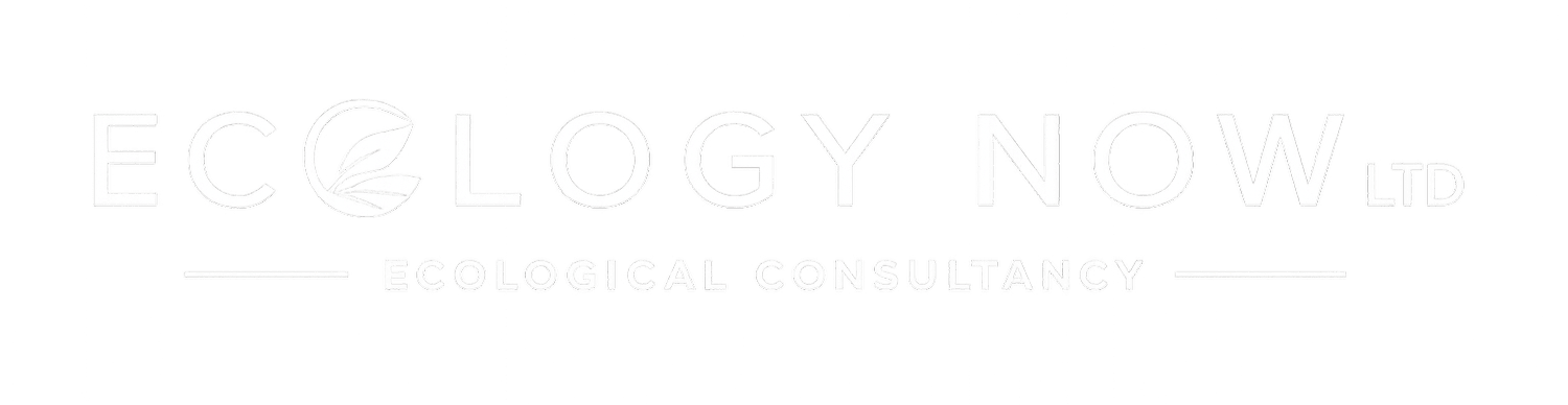 Ecology Now