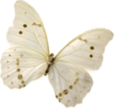 IMG_4097.png