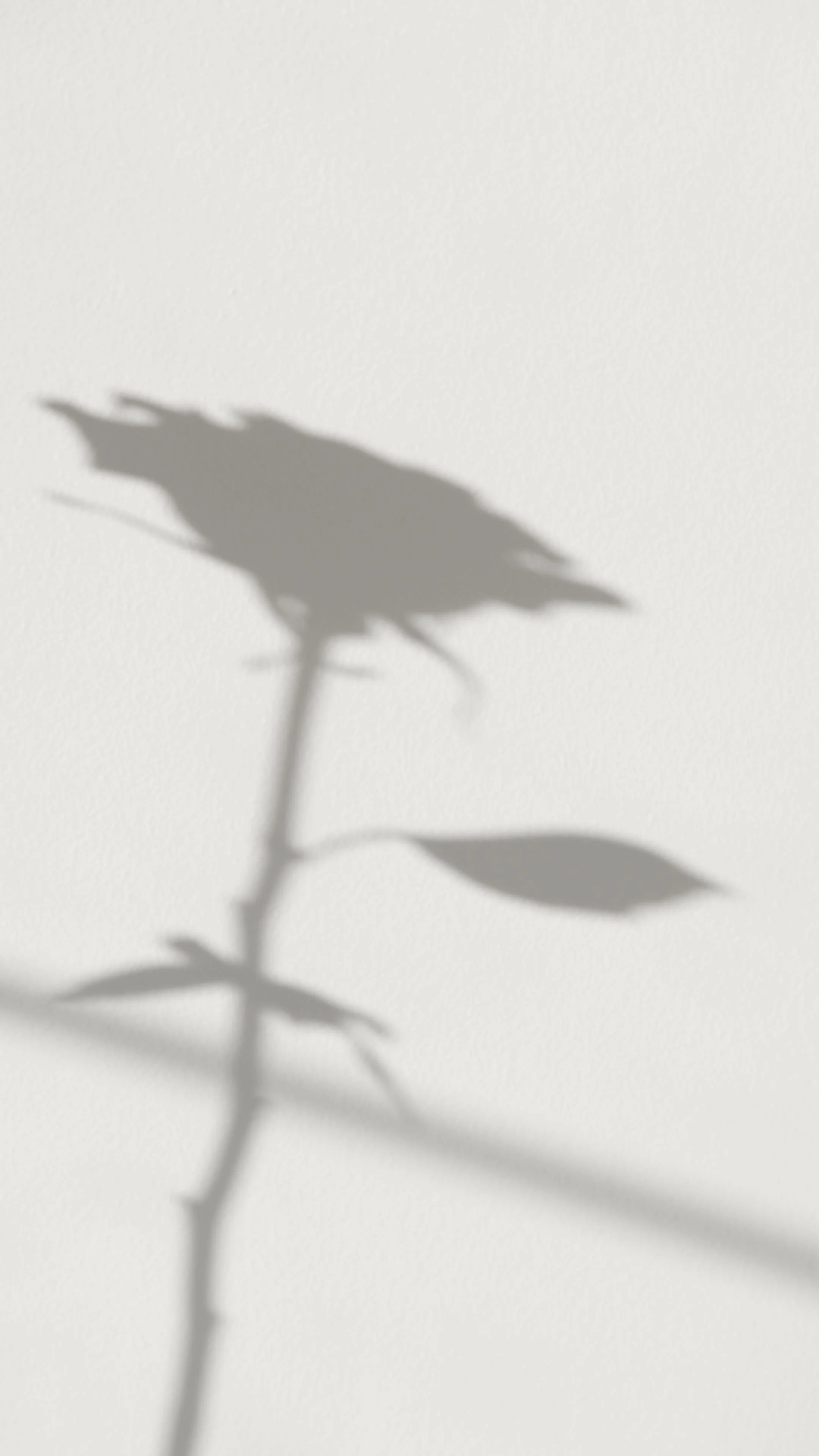 Shadow of a plant with leaves on a plain wall.